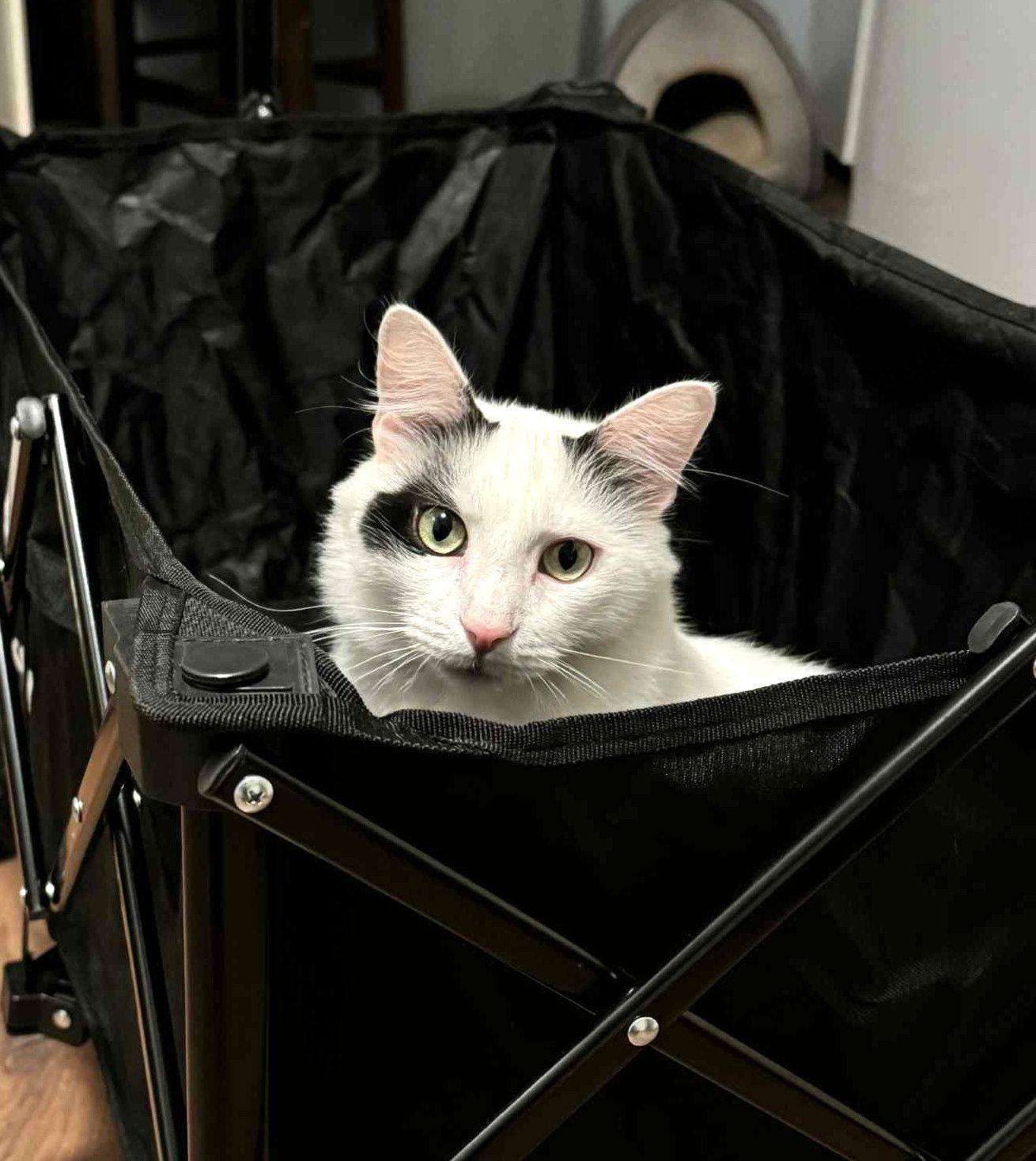 Ashi, Adoptable, Adult Male Domestic Medium Hair.