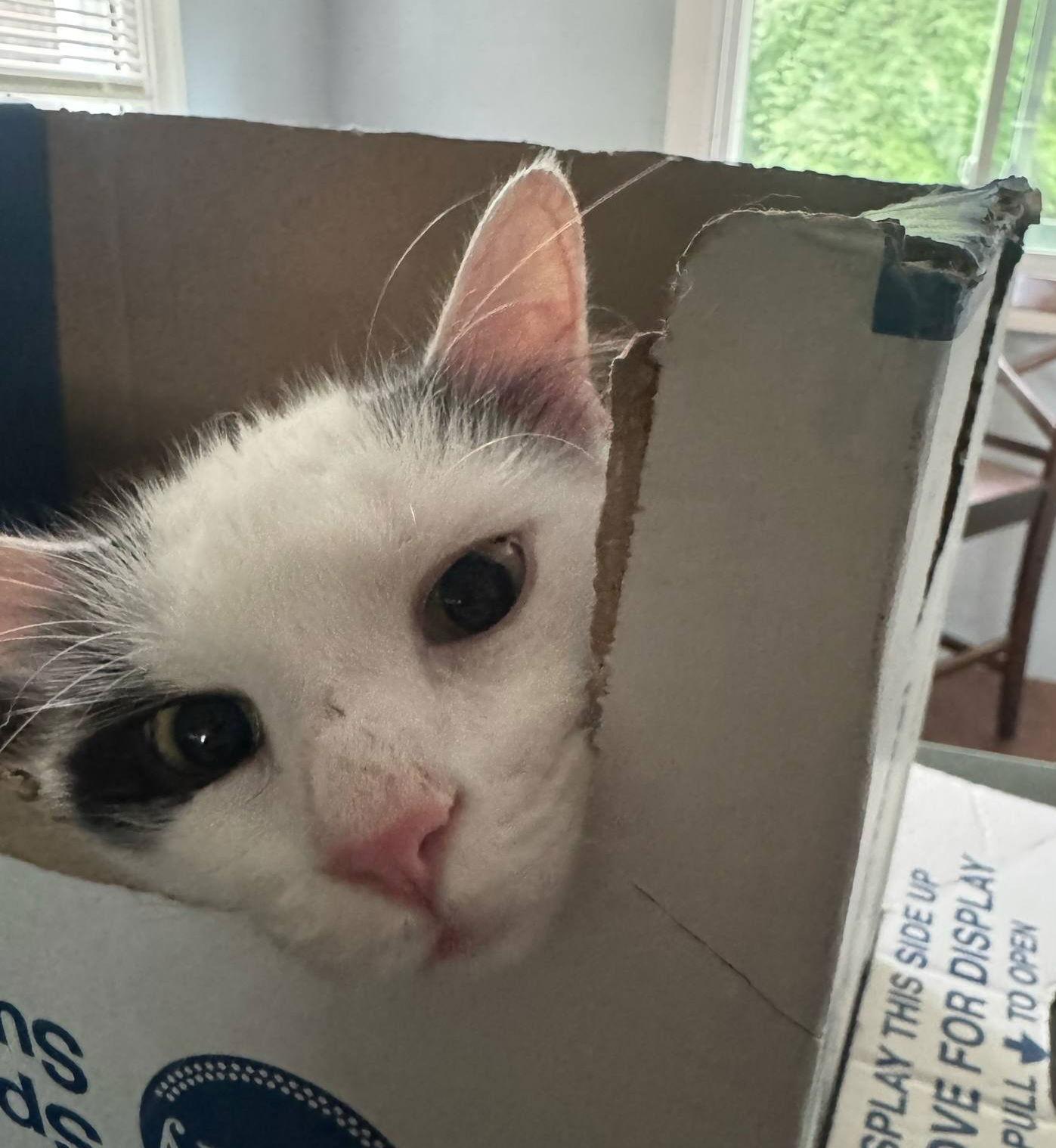 Ashi, a Adoptable Domestic Medium Hair in Trenton, NJ image 2/3