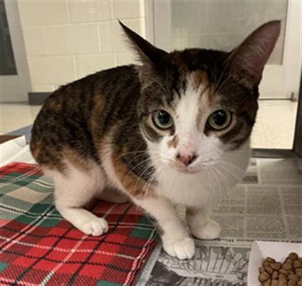 Cupcake A211611, Adult Female Calico