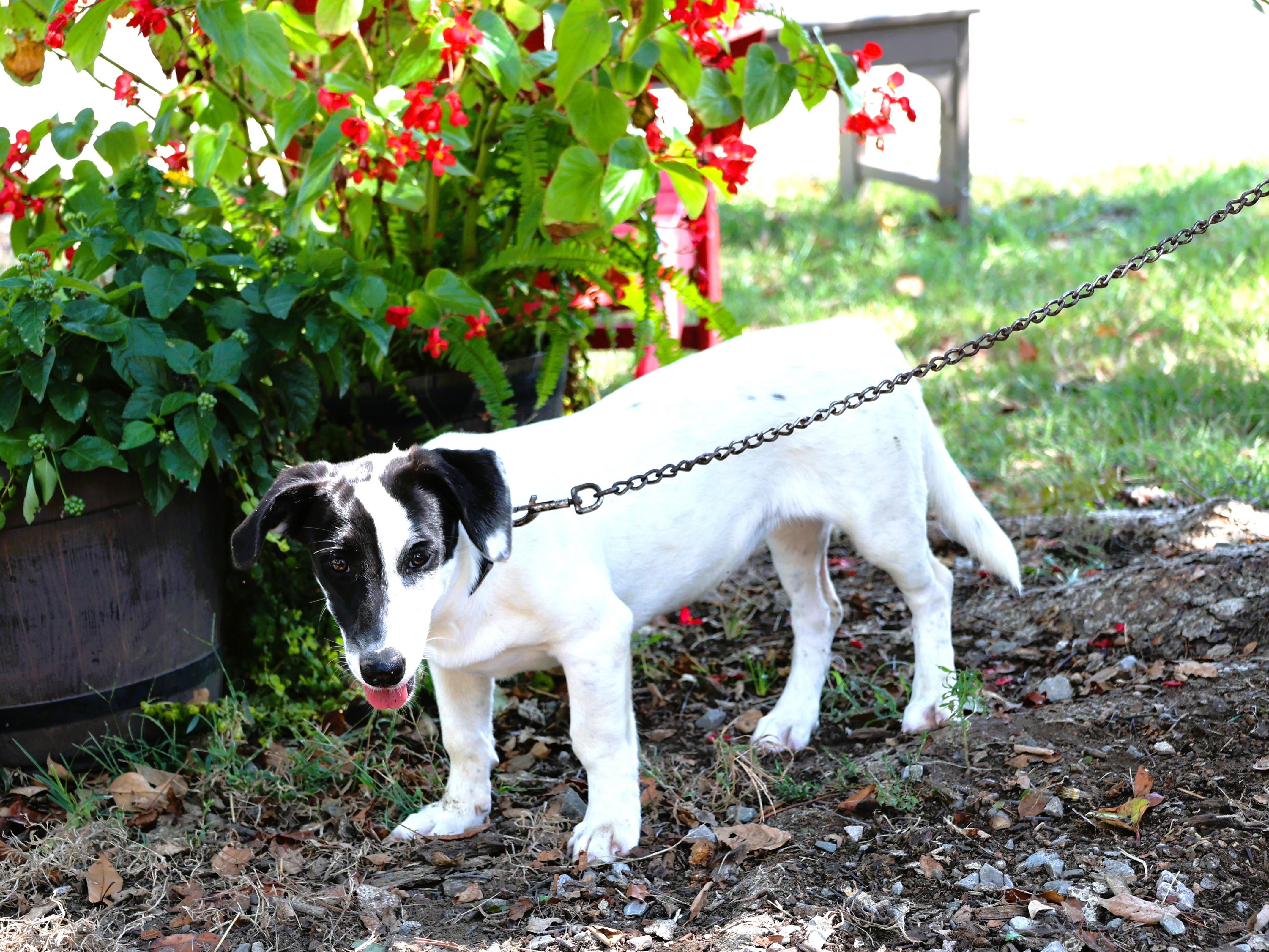 PETRA, Adoptable, Puppy Female Dachshund & Basset Hound.
