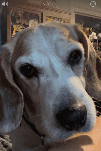 Sparky 4