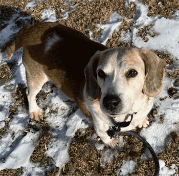 Sparky 6