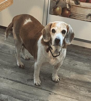 Sparky 2