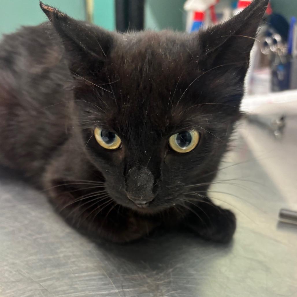 Enlarge Mau-Mau, a Adoptable Domestic Short Hair in Hudson, NY image 1/1