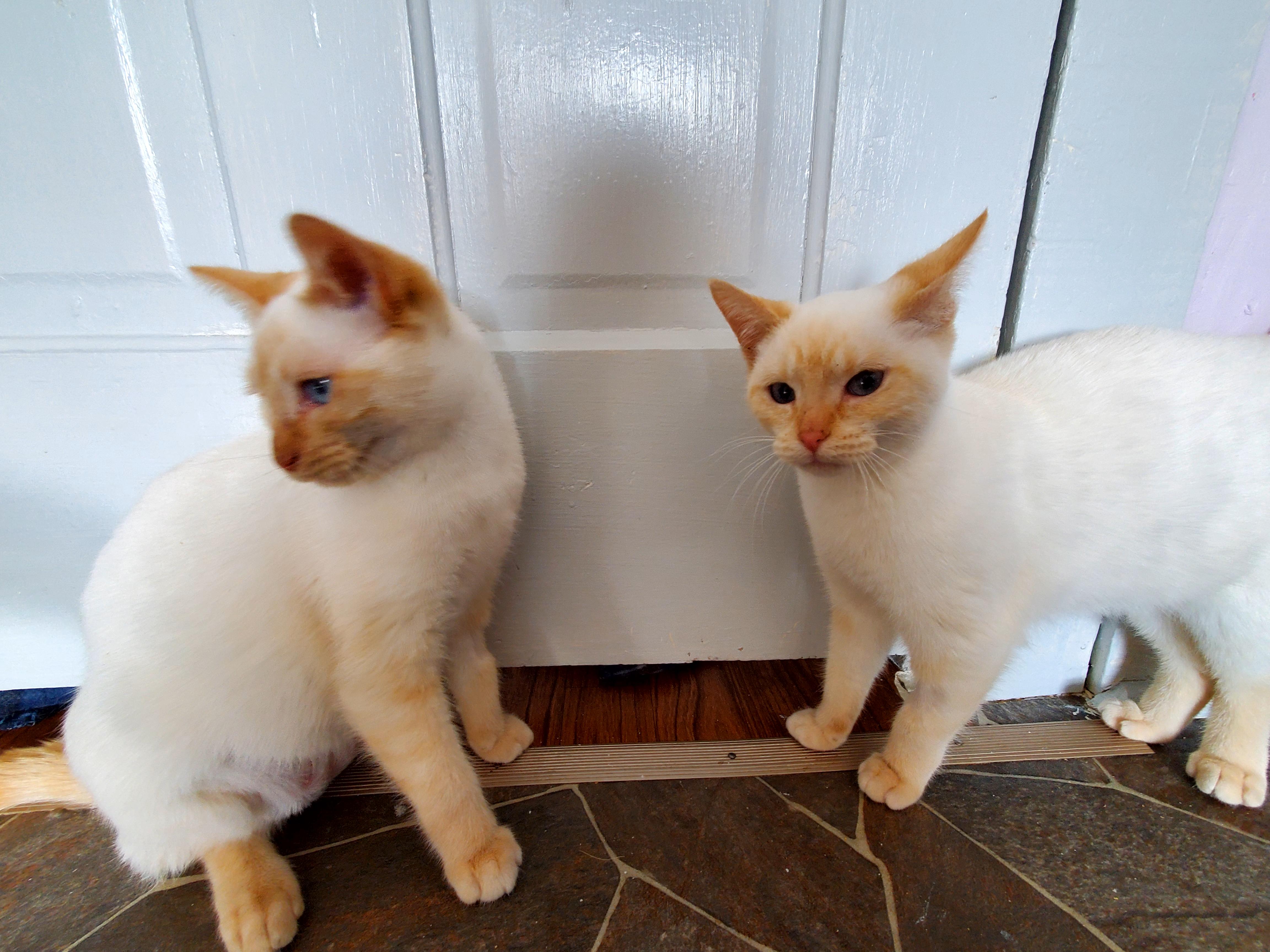 Cara & Honey, a Adoptable Siamese in Gladwin, MI image 3/5