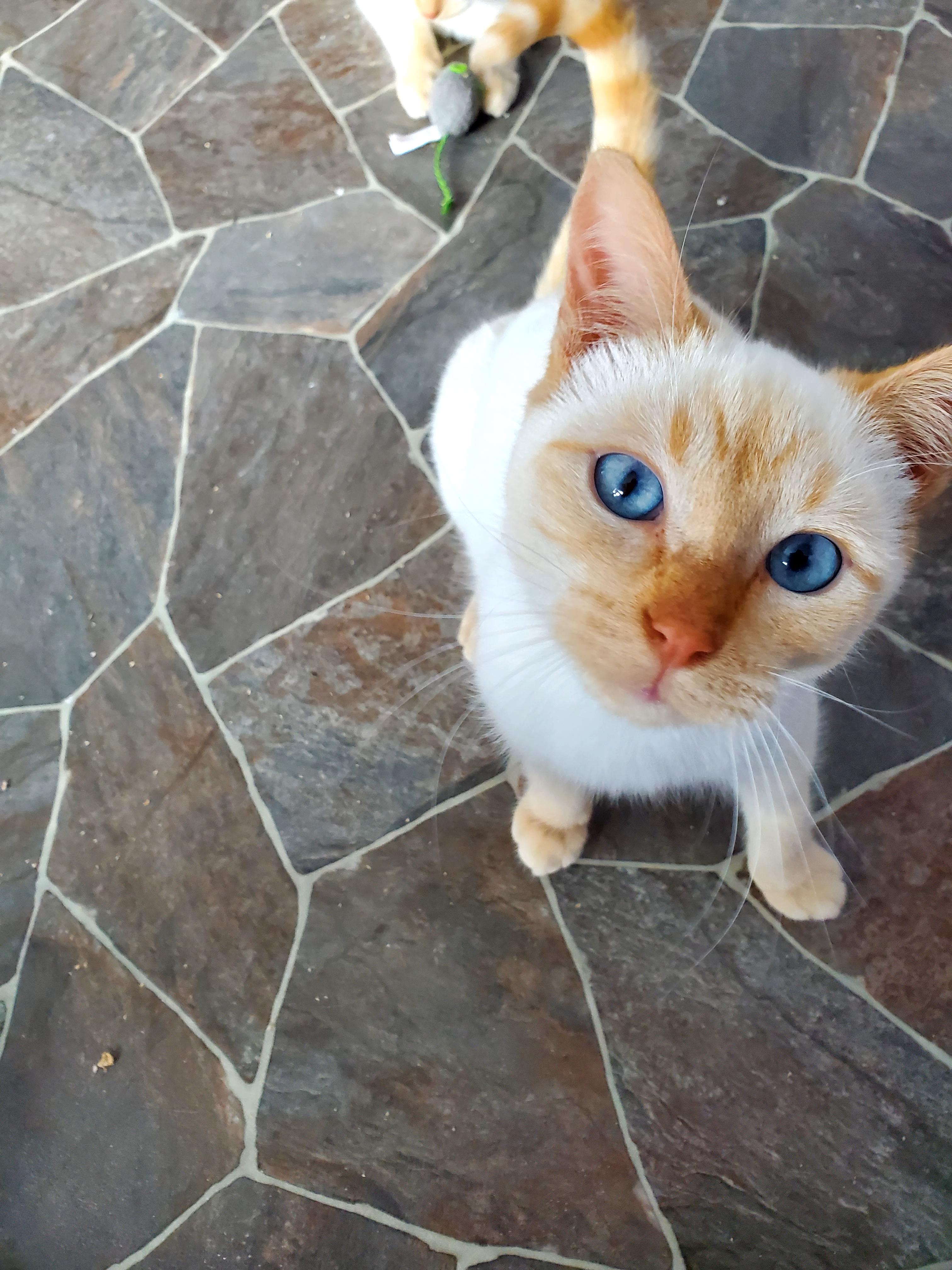 Cara & Honey, Adoptable, Kitten Female Siamese.