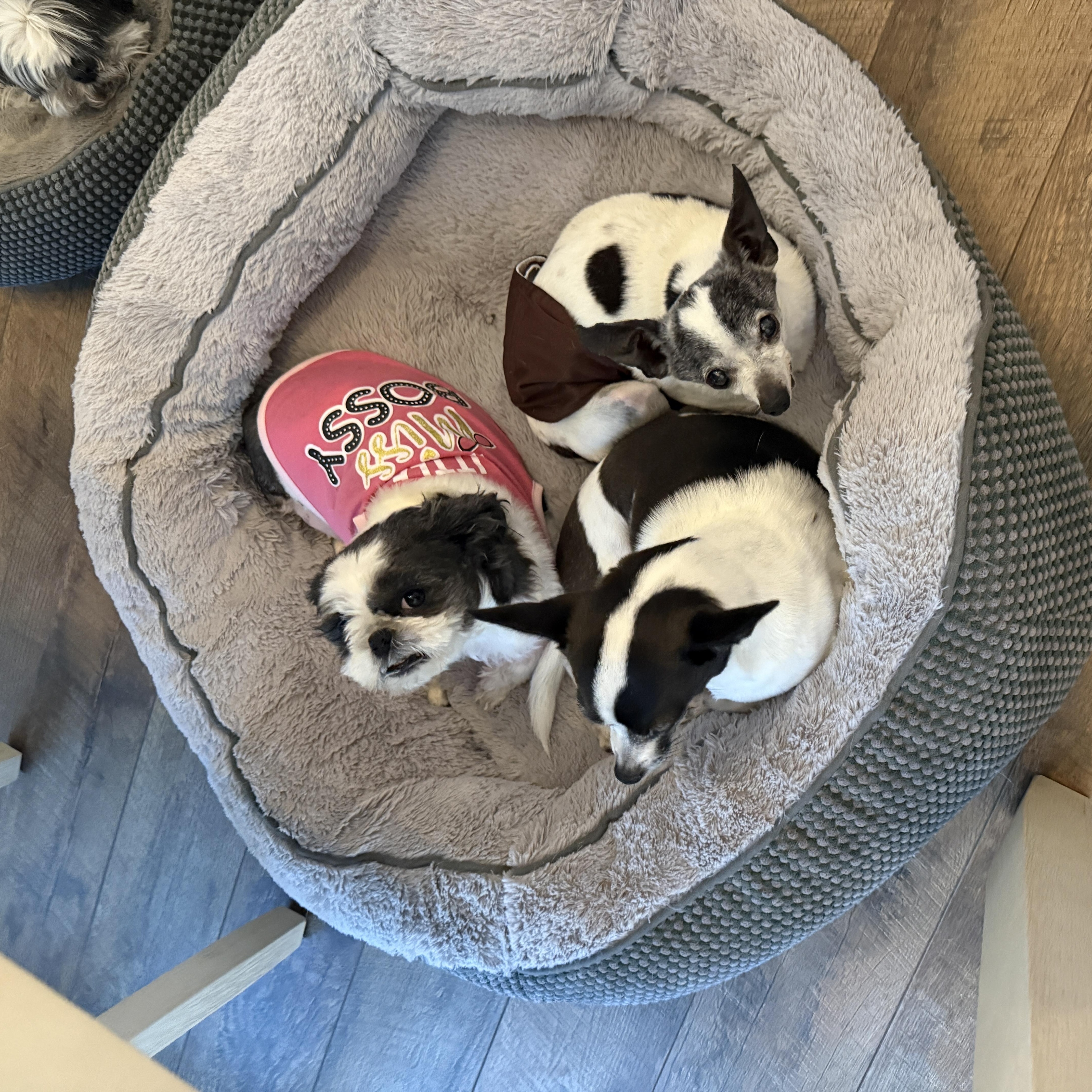 Charlotte, an adoptable Shih Tzu in Bradenton, FL image 5/6