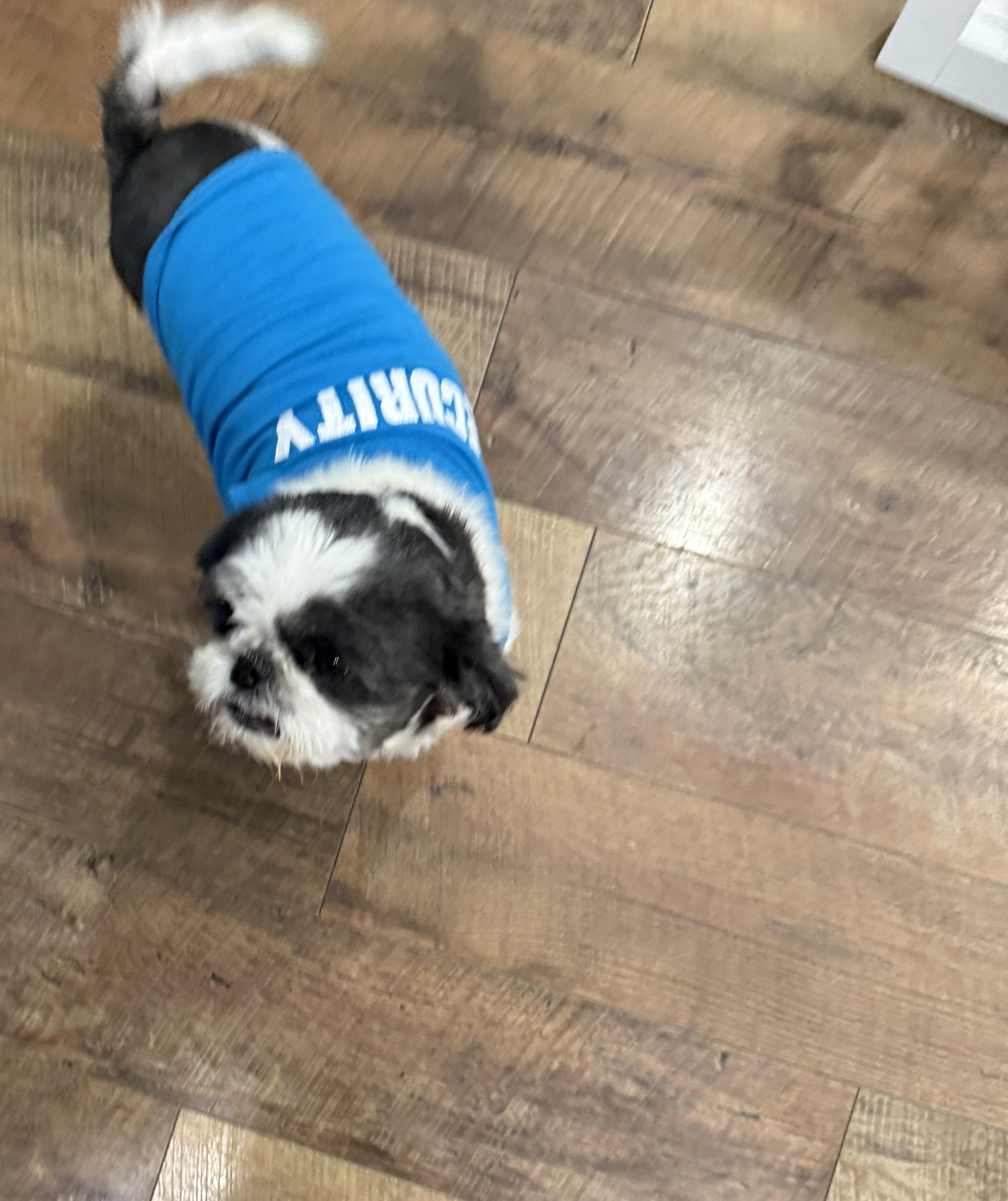 Charlotte, an adoptable Shih Tzu in Bradenton, FL image 3/6
