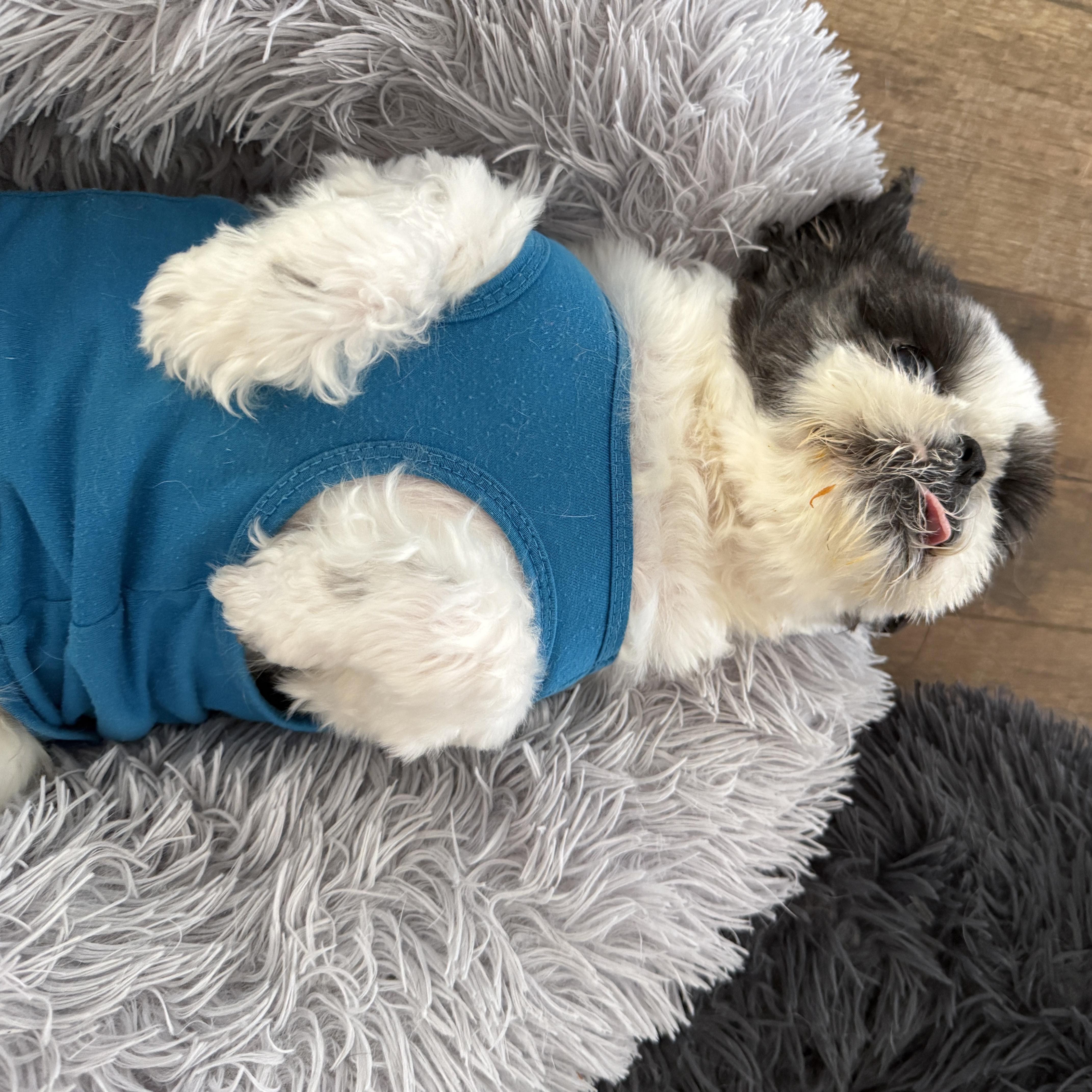 Charlotte, an adoptable Shih Tzu in Bradenton, FL image 4/6