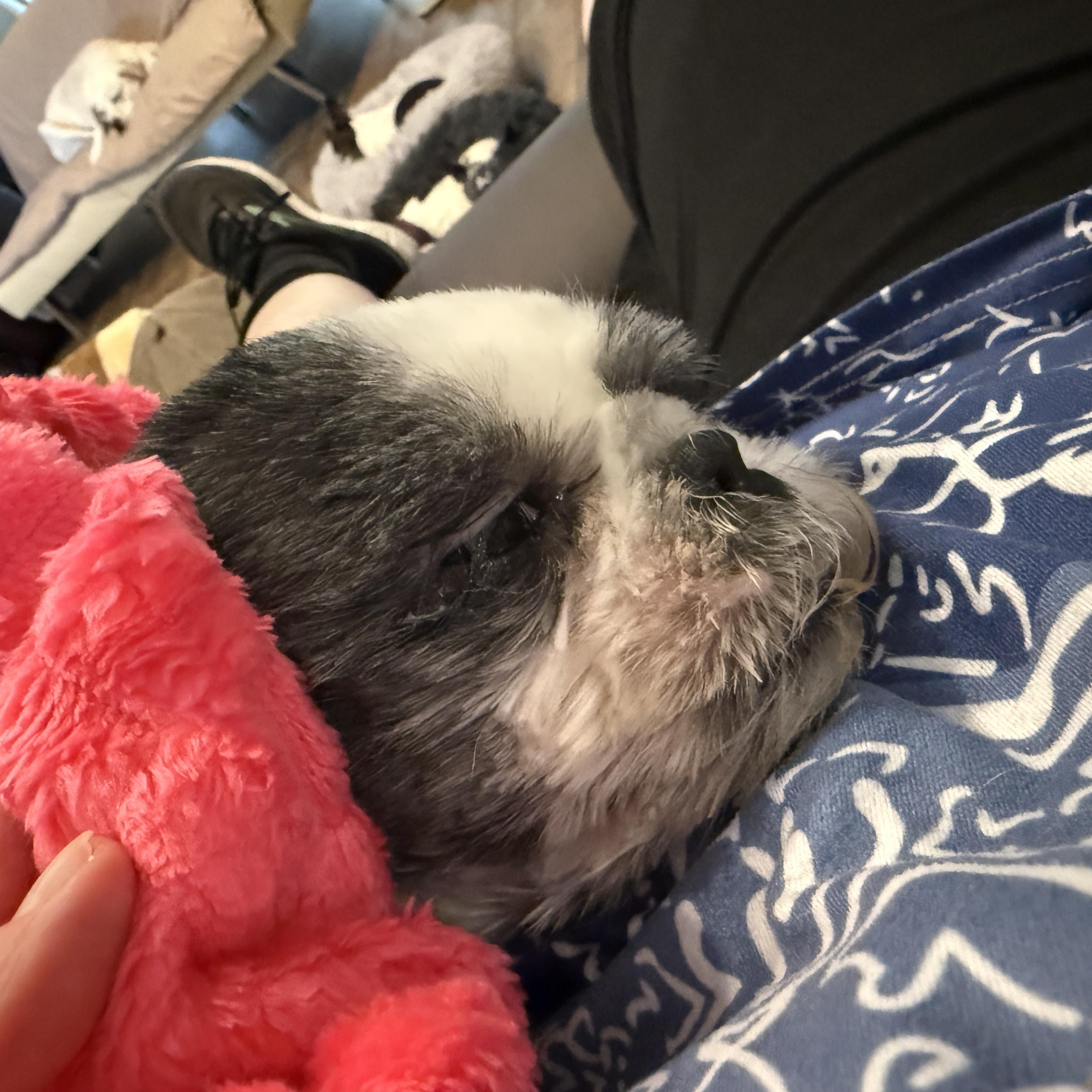 Charlotte, an adoptable Shih Tzu in Bradenton, FL image 2/6