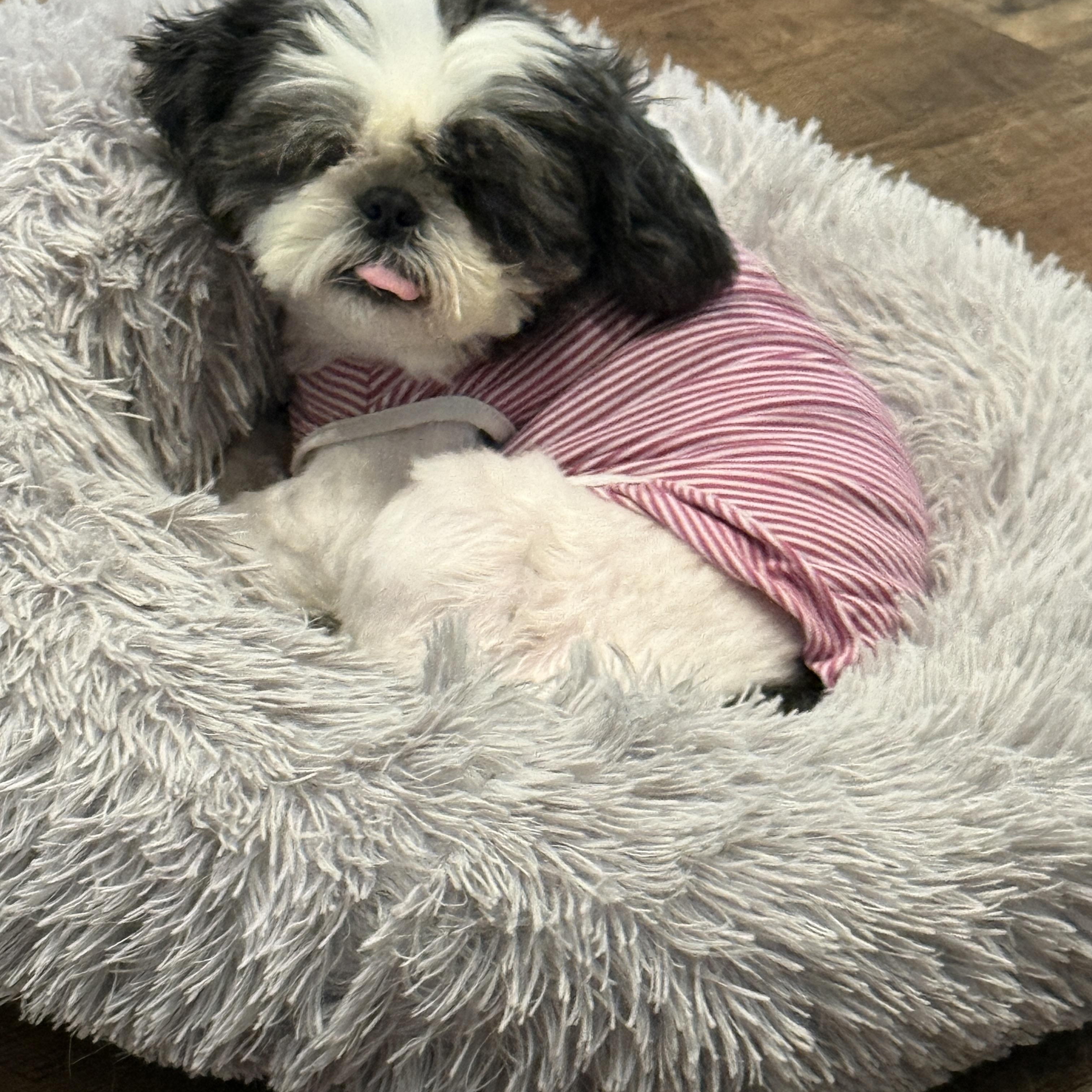 Charlotte, adoptable, Young Female Shih Tzu.