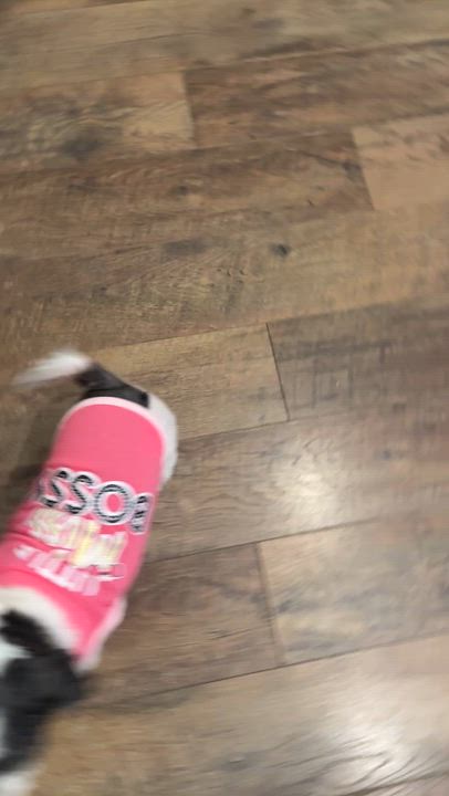Enlarge Charlotte, an adoptable Shih Tzu in Bradenton, FL video 6/6