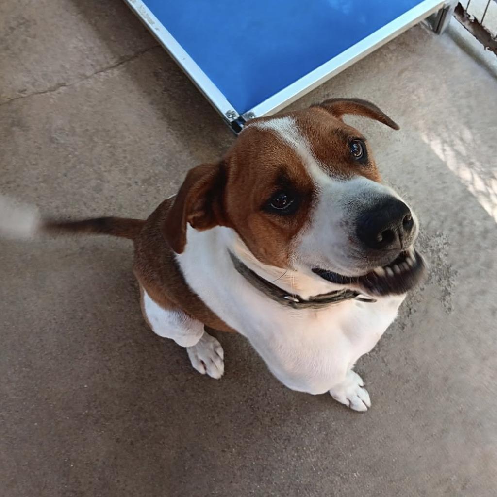 DIESEL, Adoptable, Senior Male American Bulldog.