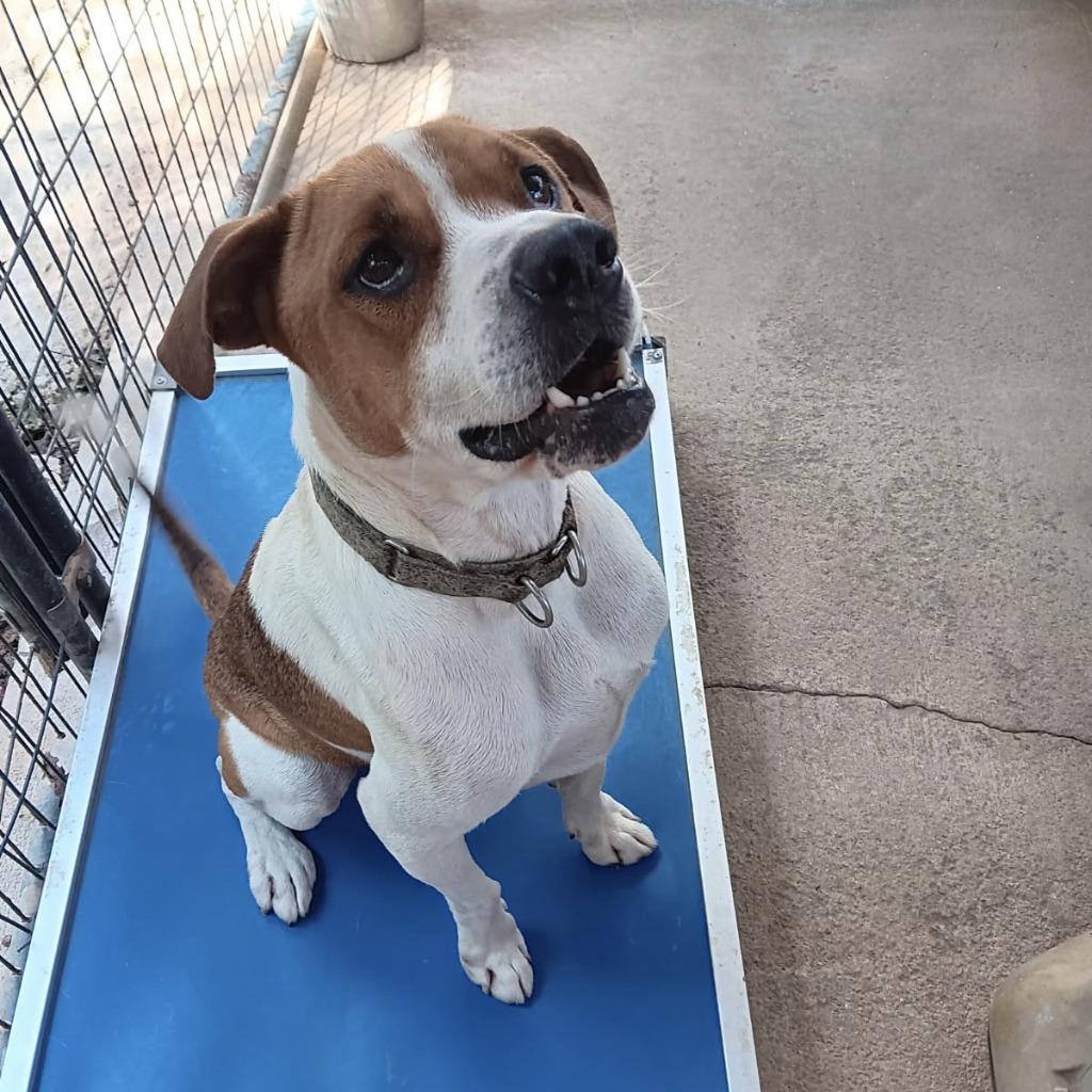 DIESEL, a Adoptable American Bulldog in Marianna, FL image 2/6