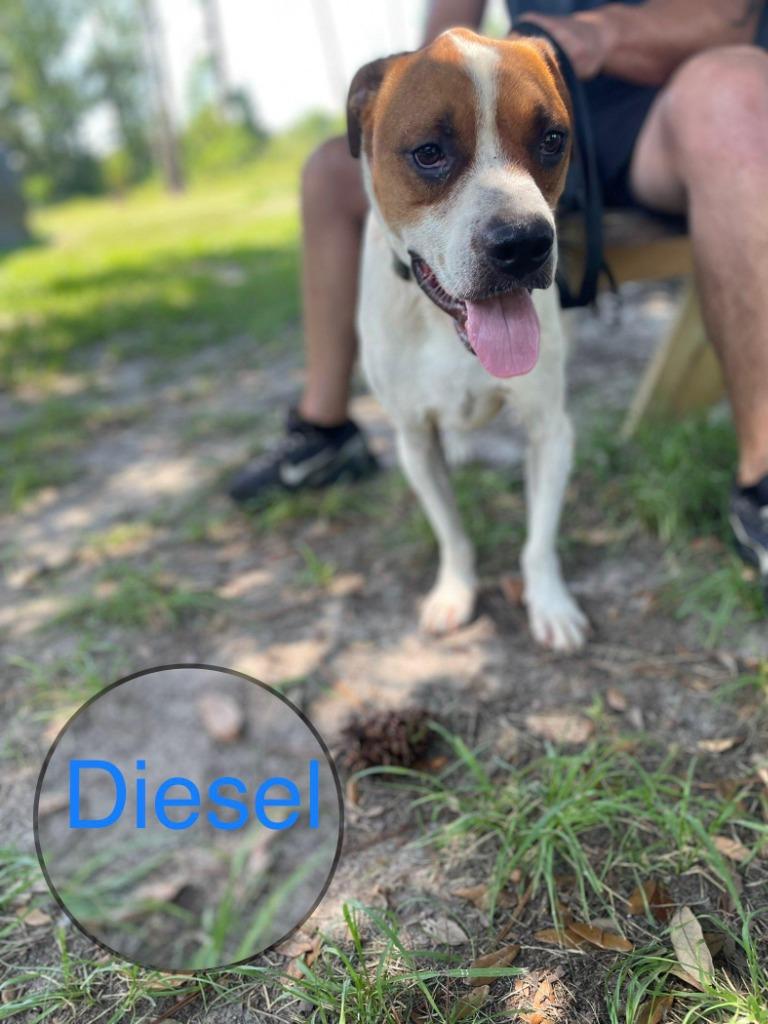 DIESEL, a Adoptable American Bulldog in Marianna, FL image 3/6