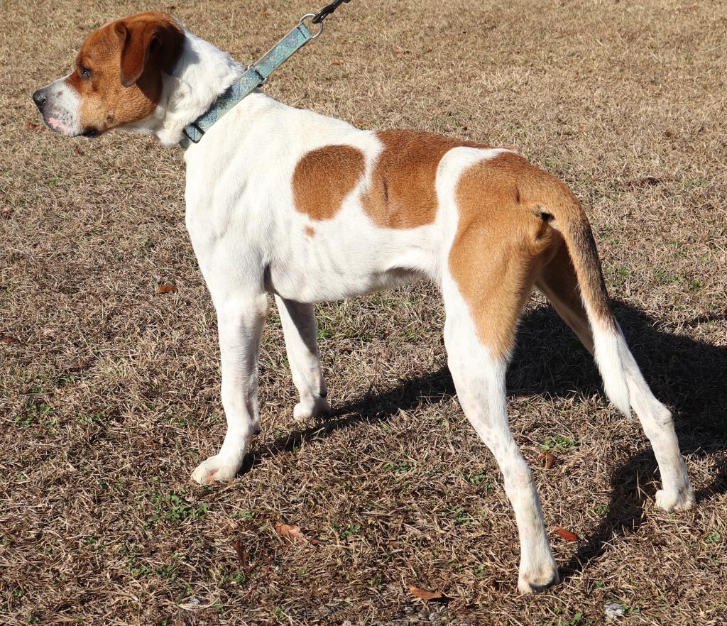 DIESEL, a Adoptable American Bulldog in Marianna, FL image 1/6