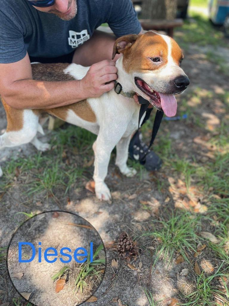DIESEL, a Adoptable American Bulldog in Marianna, FL image 6/6