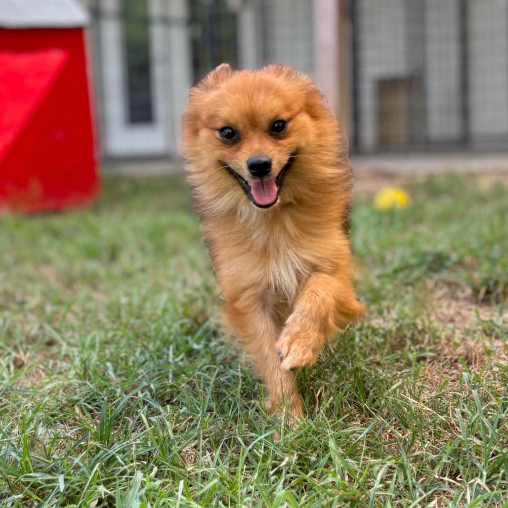 Oberon, Adoptable, Adult Male Pomeranian & Mixed Breed.