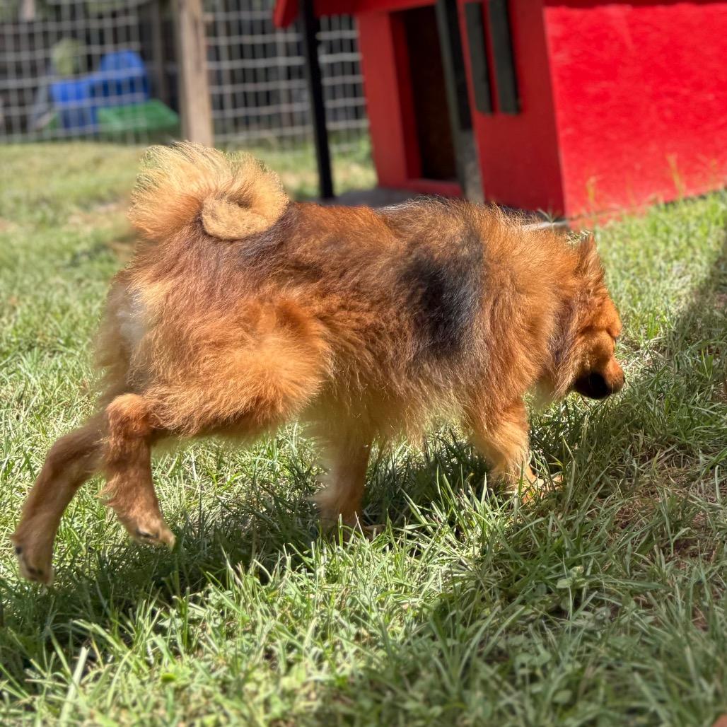 Enlarge Oberon, a Adoptable mixed breed in Houston, TX image 2/6