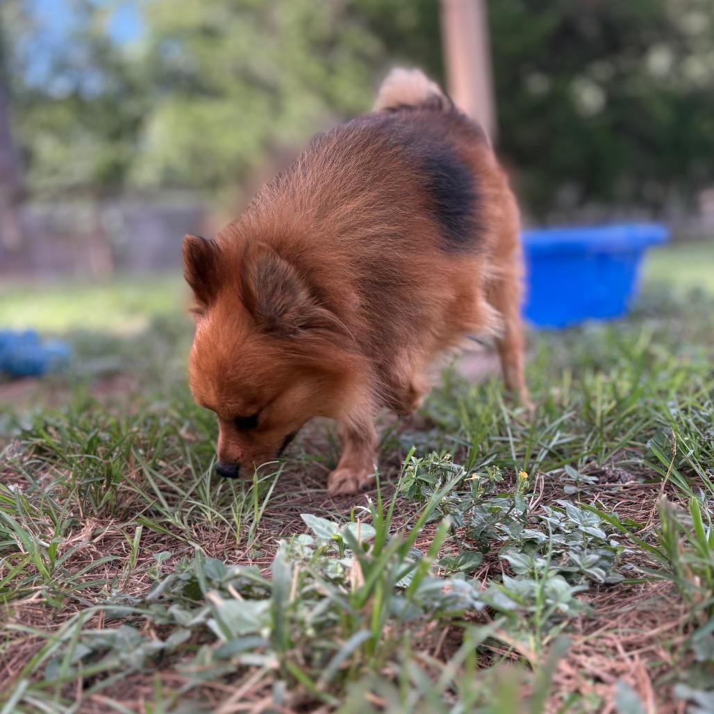 Enlarge Oberon, a Adoptable mixed breed in Houston, TX image 3/6