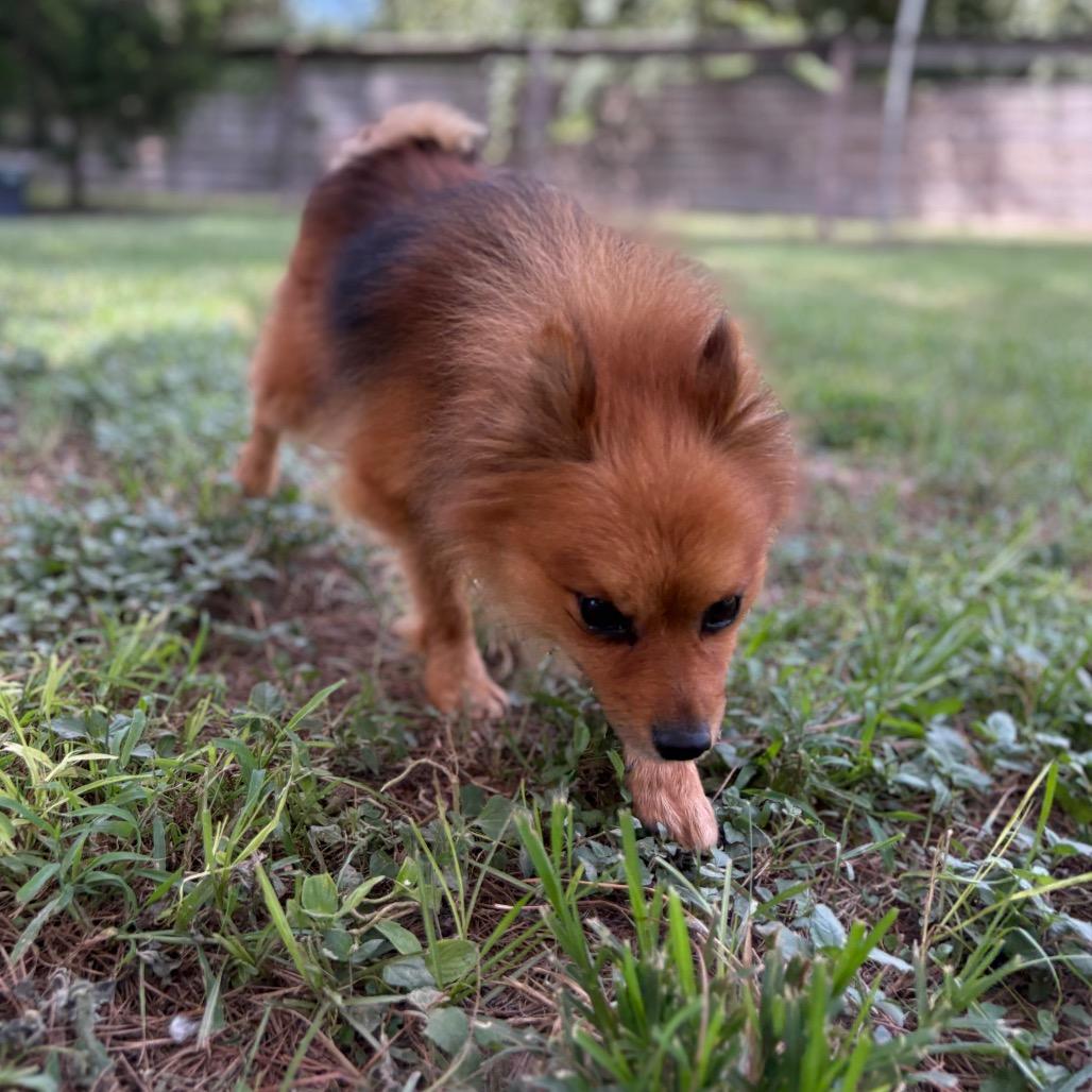 Enlarge Oberon, a Adoptable mixed breed in Houston, TX image 4/6