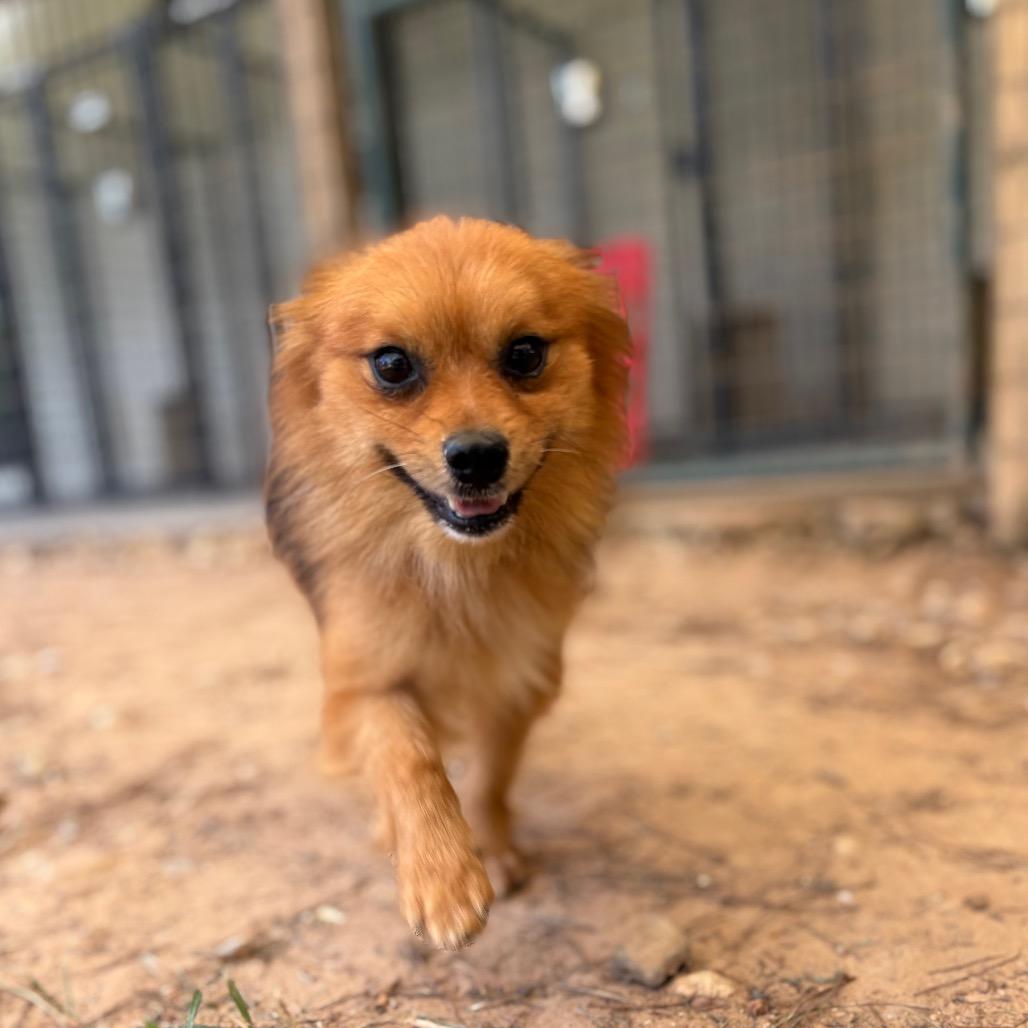 Enlarge Oberon, a Adoptable mixed breed in Houston, TX image 5/6