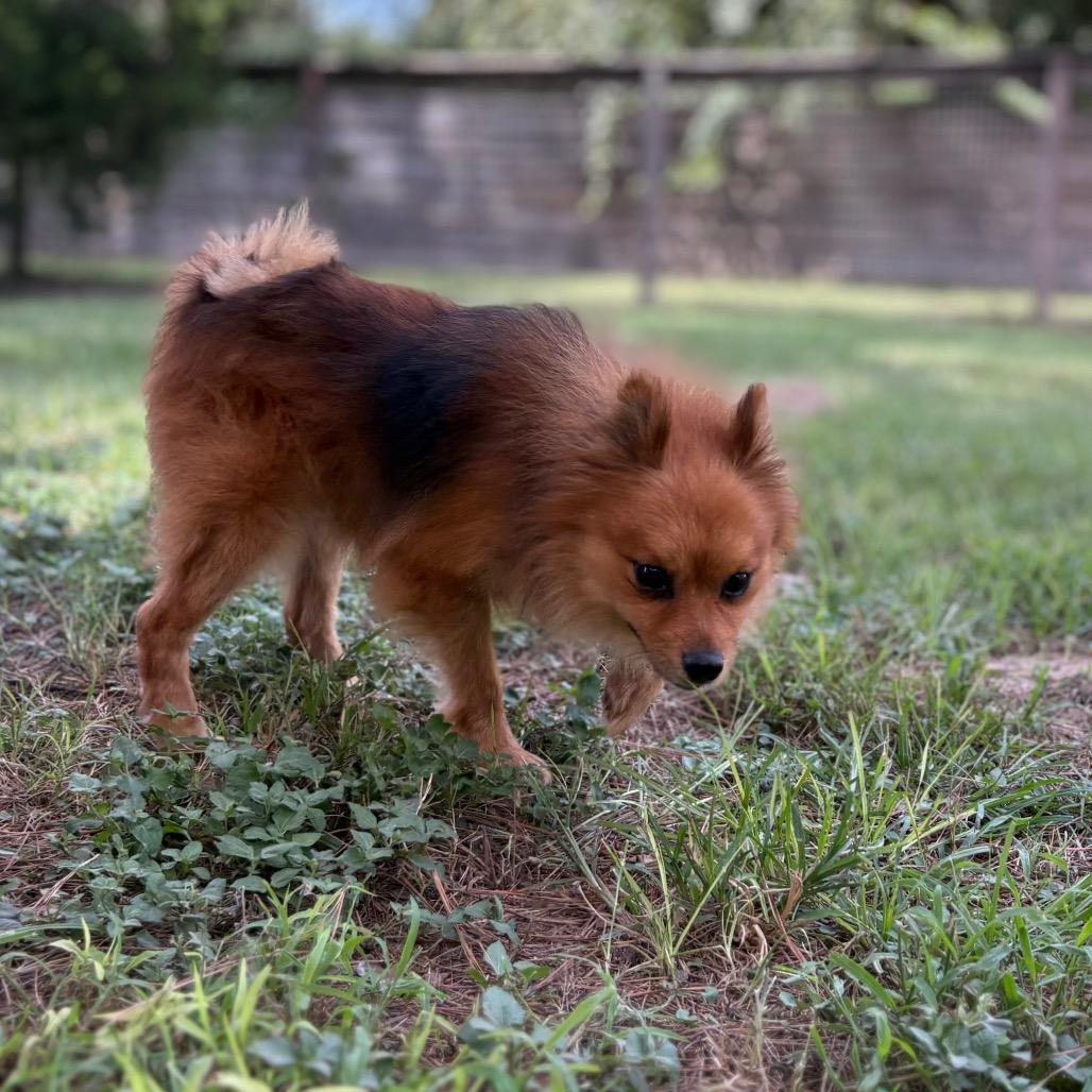 Enlarge Oberon, a Adoptable mixed breed in Houston, TX image 6/6