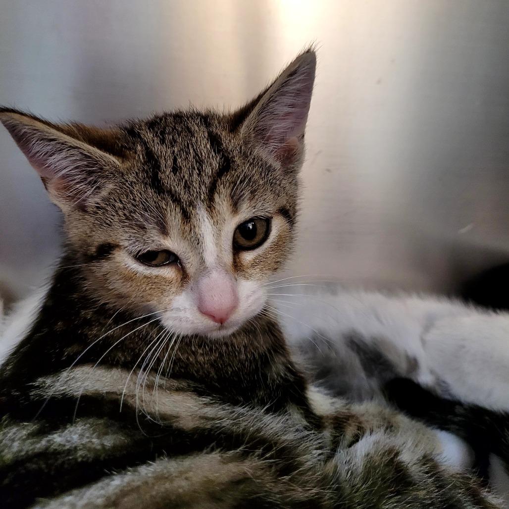 May, Adoptable, Kitten Female Domestic Short Hair.