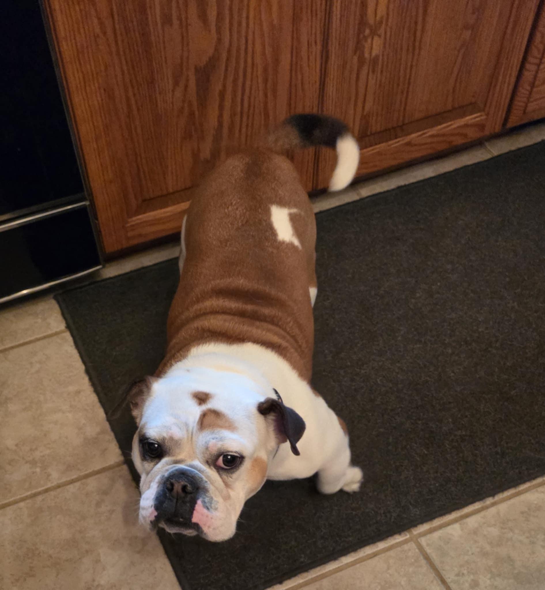 Zyara, Adopted, Young Female English Bulldog.