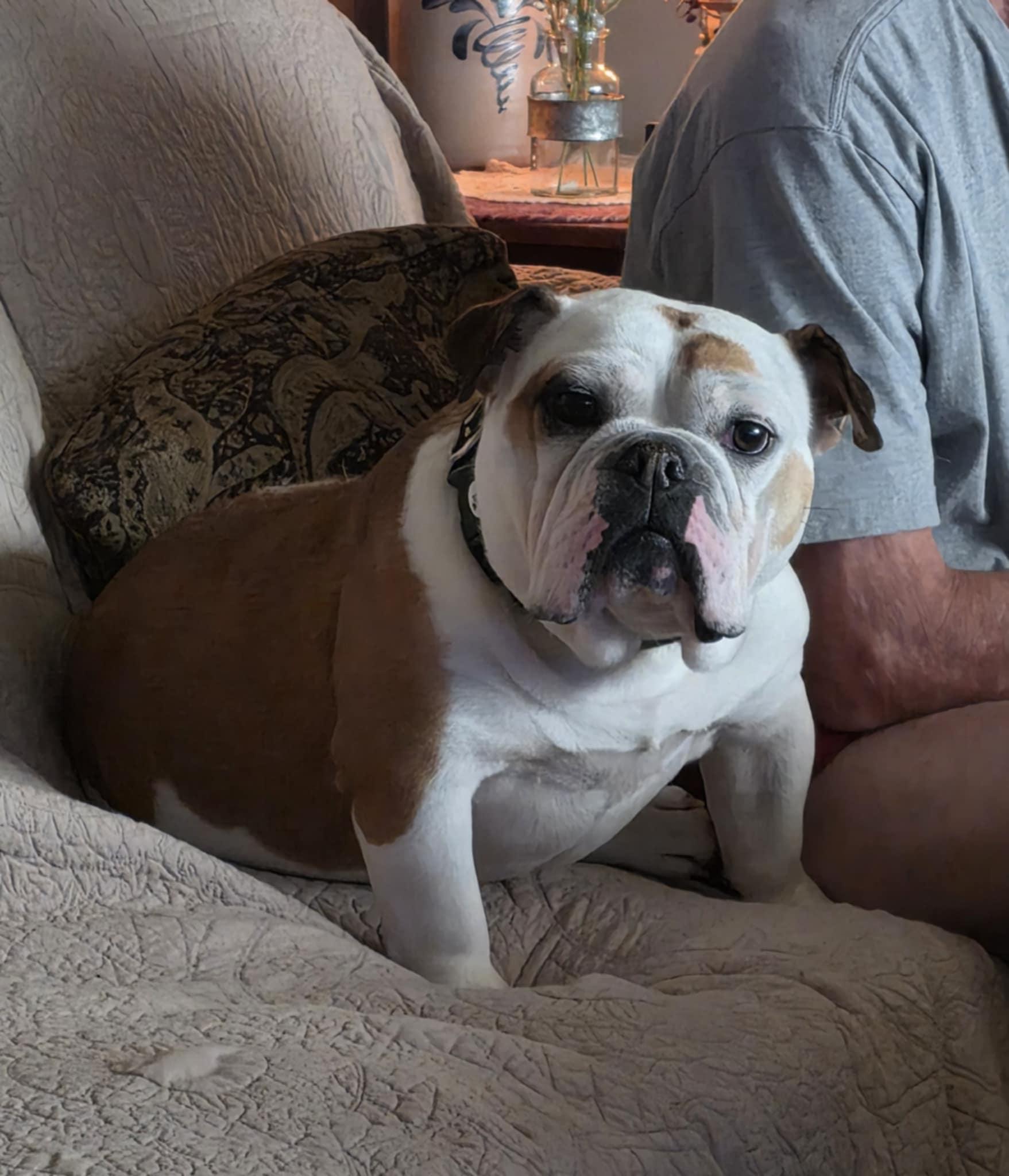 Enlarge Zyara, a Adopted English Bulldog in Decatur, IL image 2/4