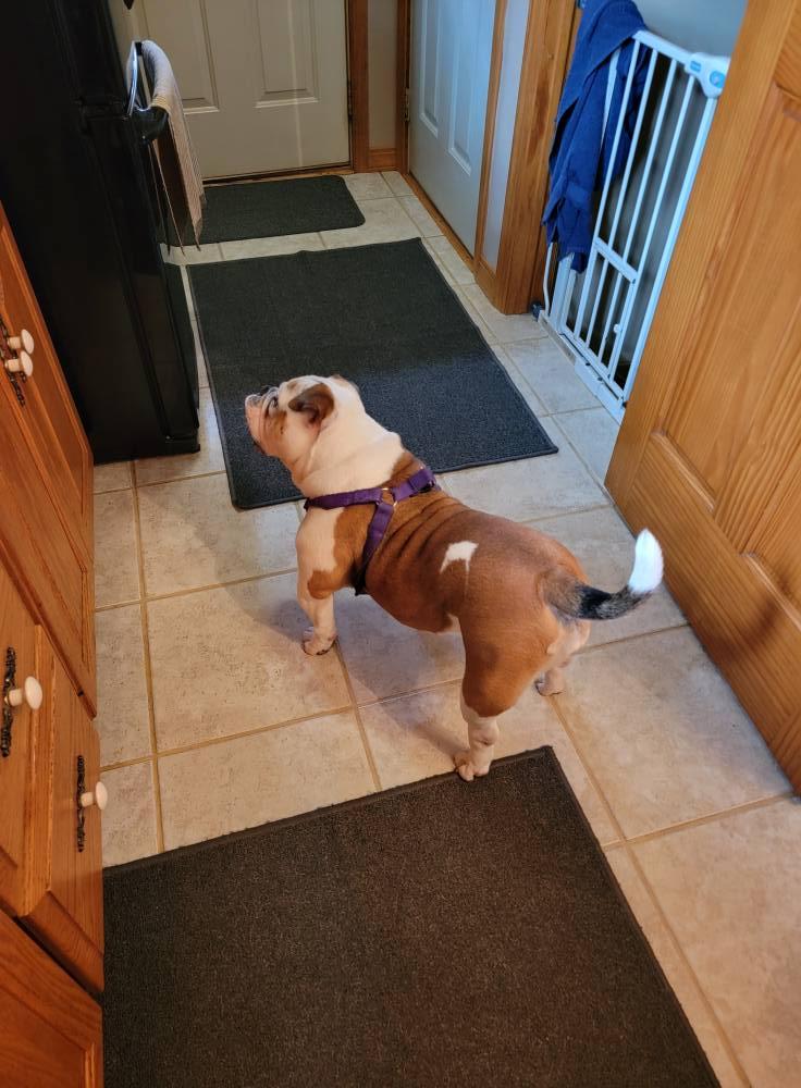 Enlarge Zyara, a Adopted English Bulldog in Decatur, IL image 3/4