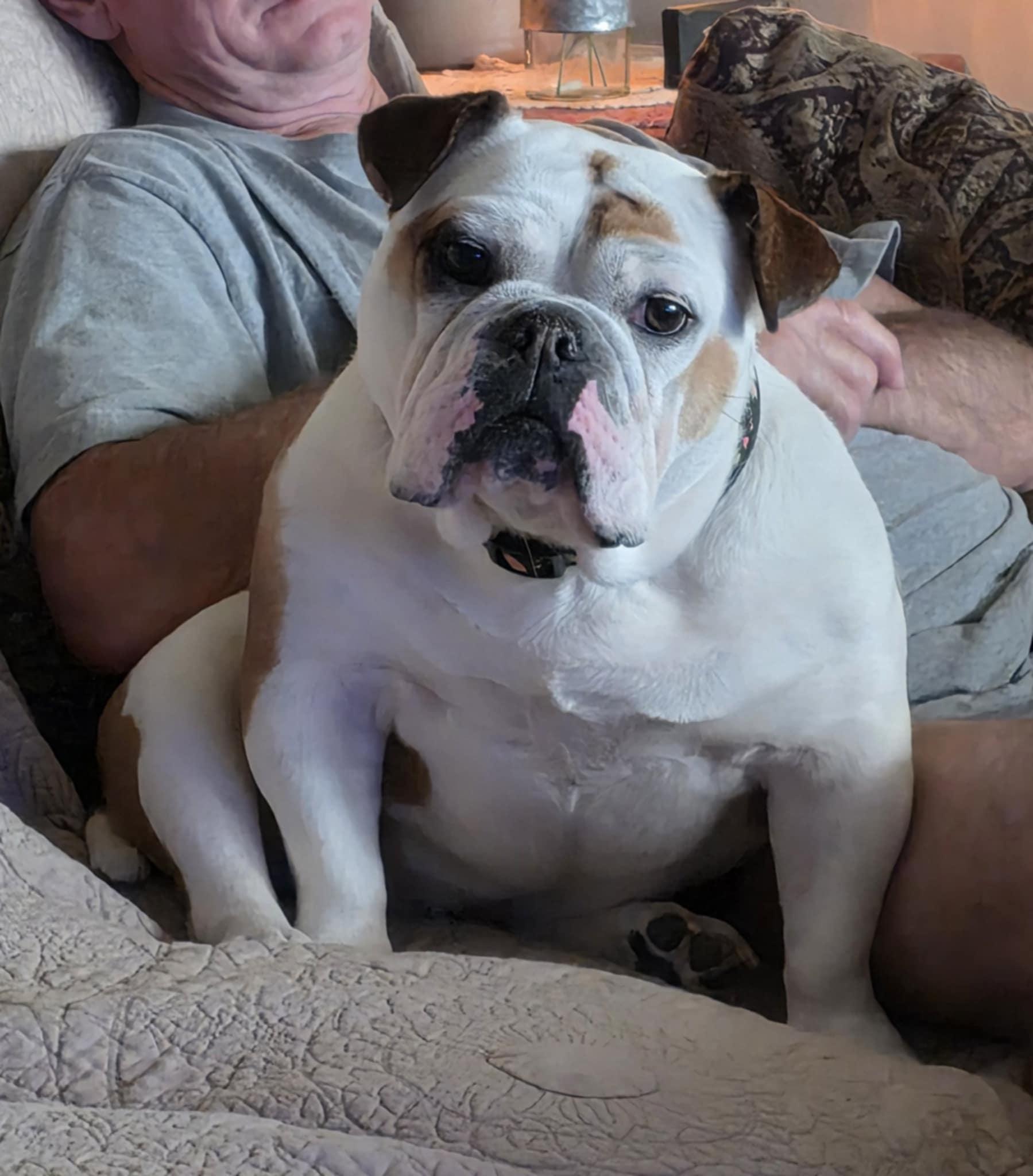 Enlarge Zyara, a Adopted English Bulldog in Decatur, IL image 4/4