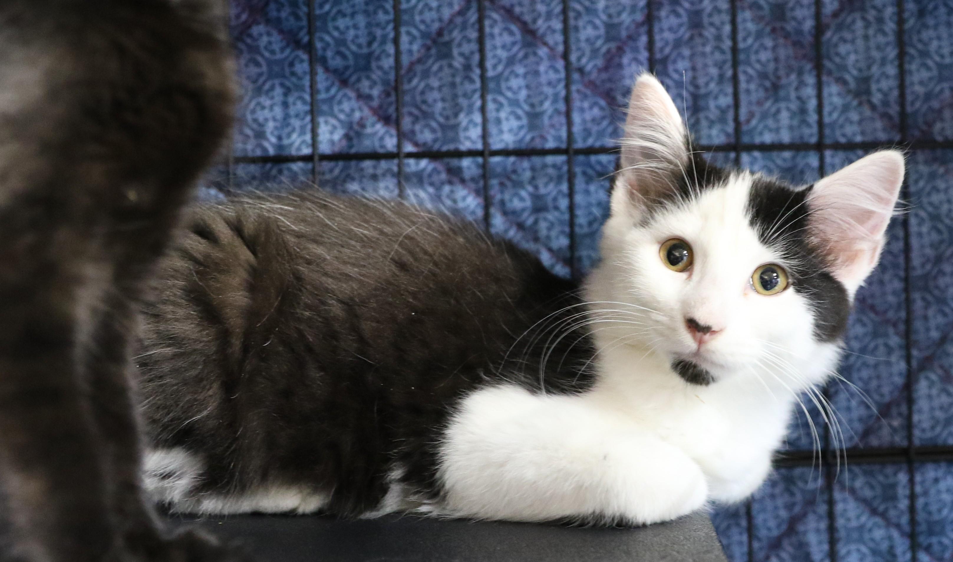Twix, an adoptable Tuxedo in Cut Bank, MT, 59427 | Photo Image 3