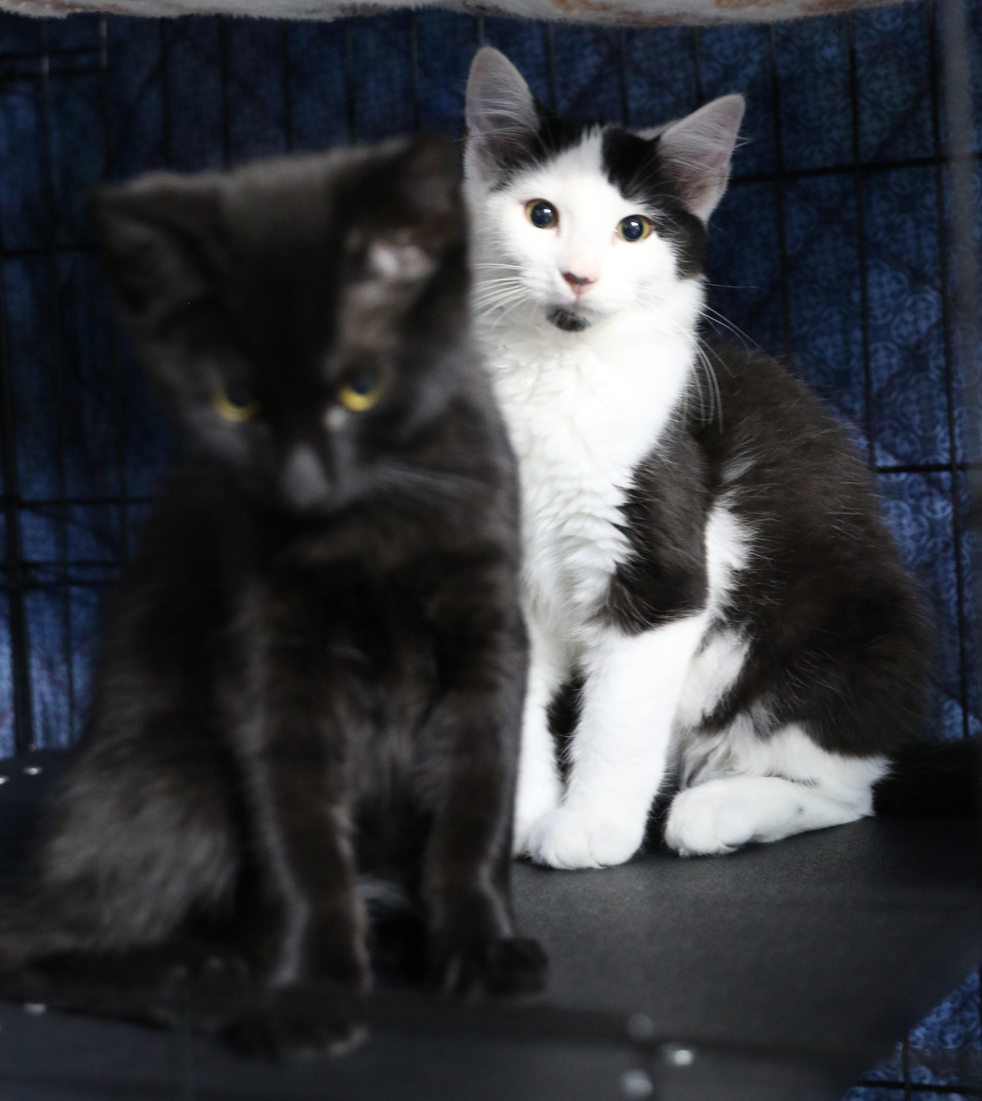 Twix, an adoptable Tuxedo in Cut Bank, MT, 59427 | Photo Image 5