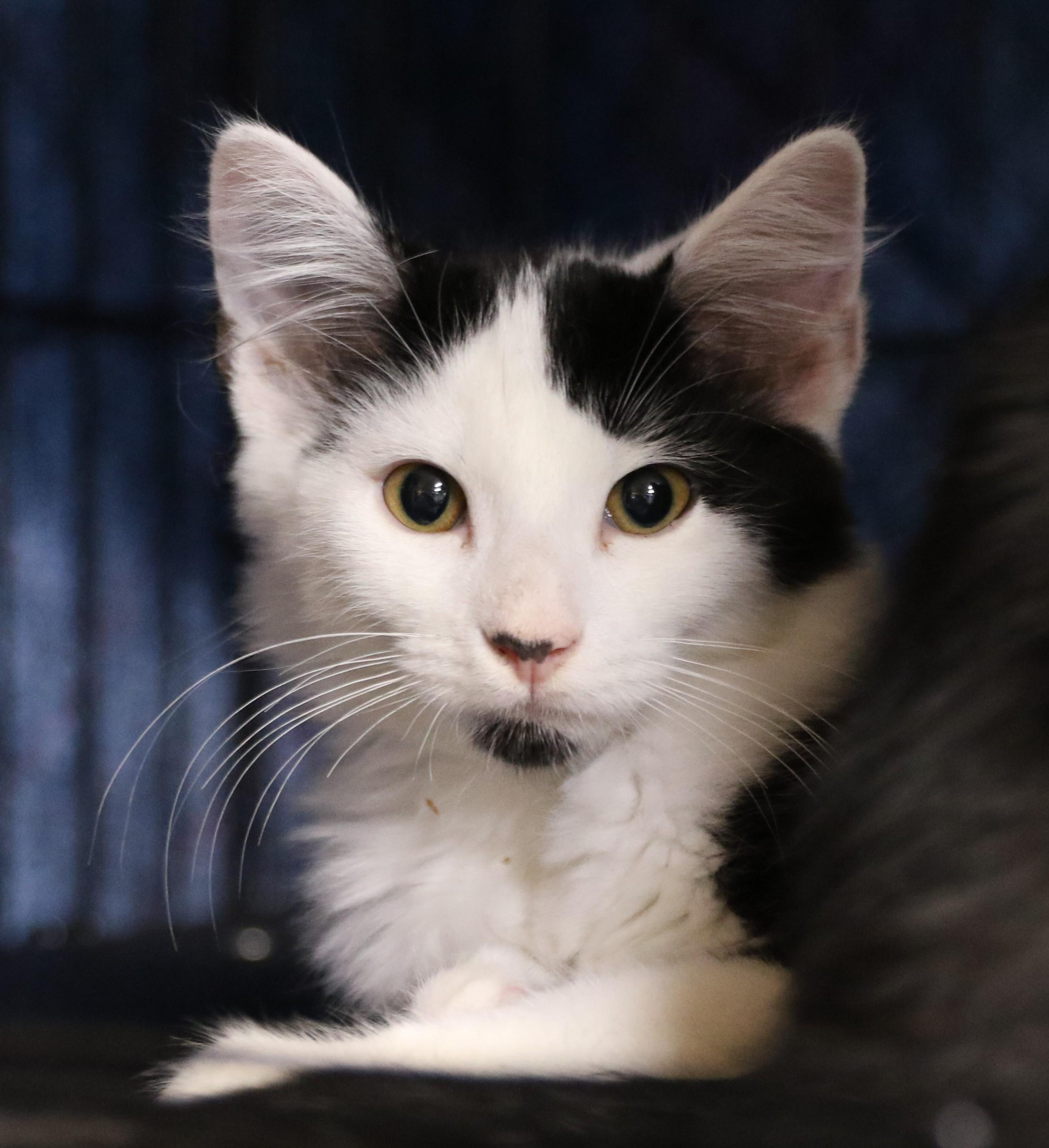 Twix, an adoptable Tuxedo in Cut Bank, MT, 59427 | Photo Image 4