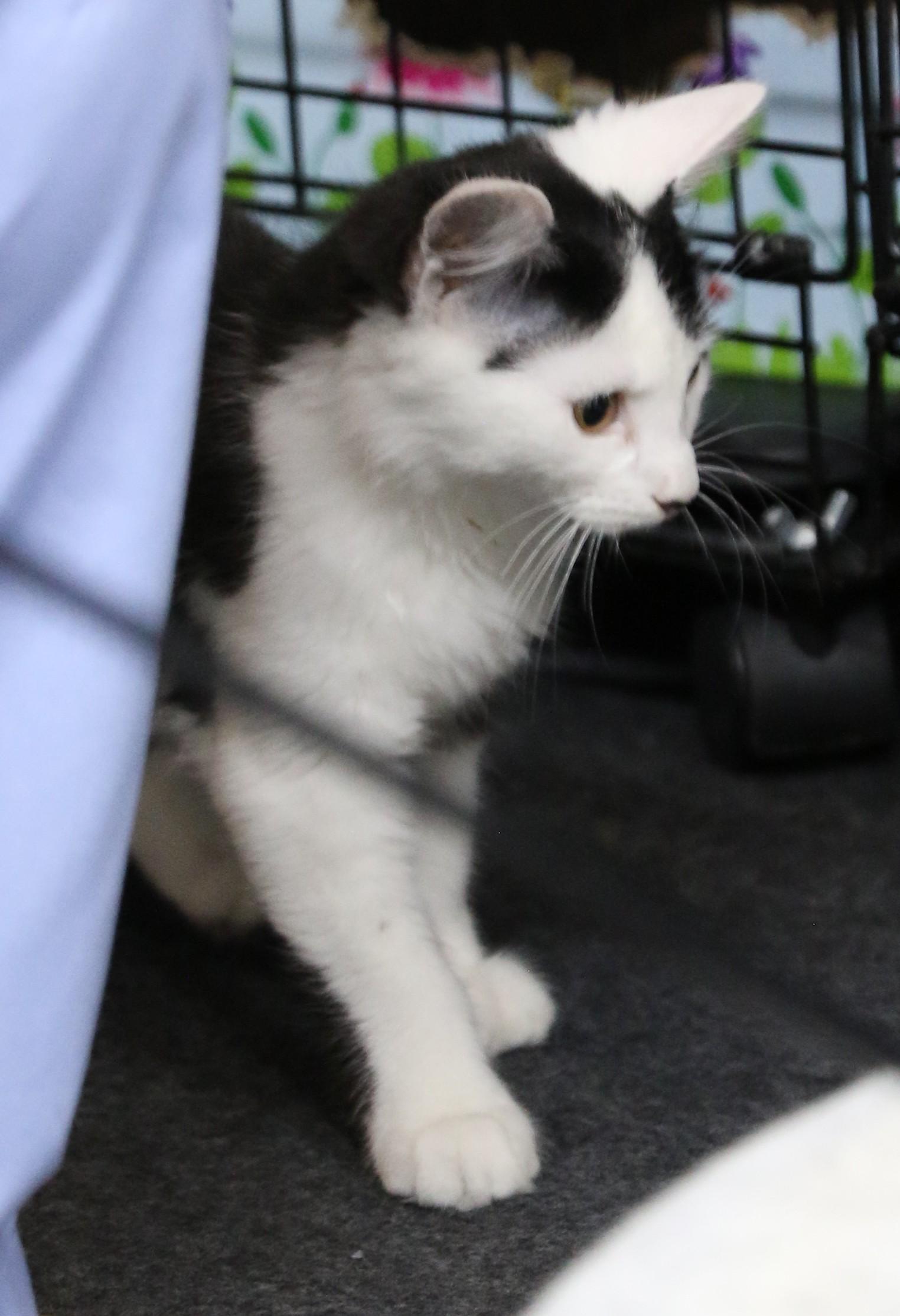 Twix, an adoptable Tuxedo in Cut Bank, MT, 59427 | Photo Image 2