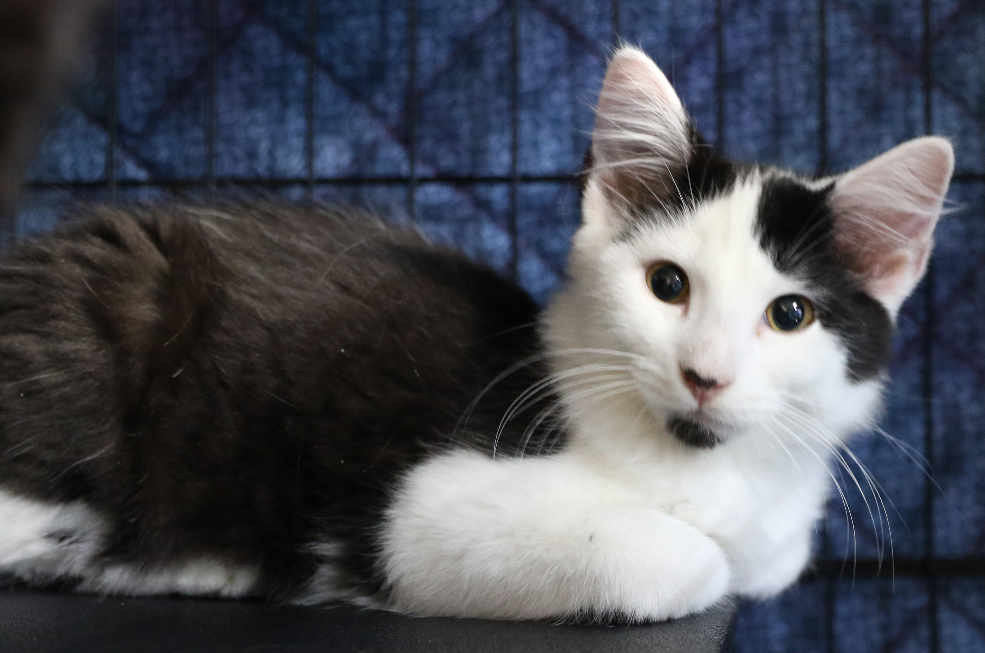 Twix, an adoptable Tuxedo in Cut Bank, MT, 59427 | Photo Image 1
