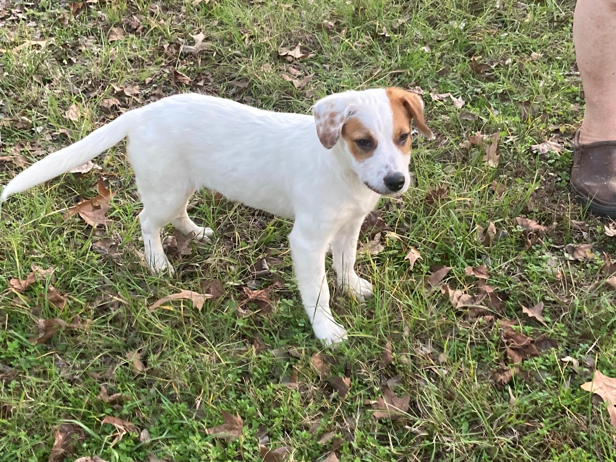 Enlarge Lovey, a Adopted mixed breed in Lufkin, TX image 1/5