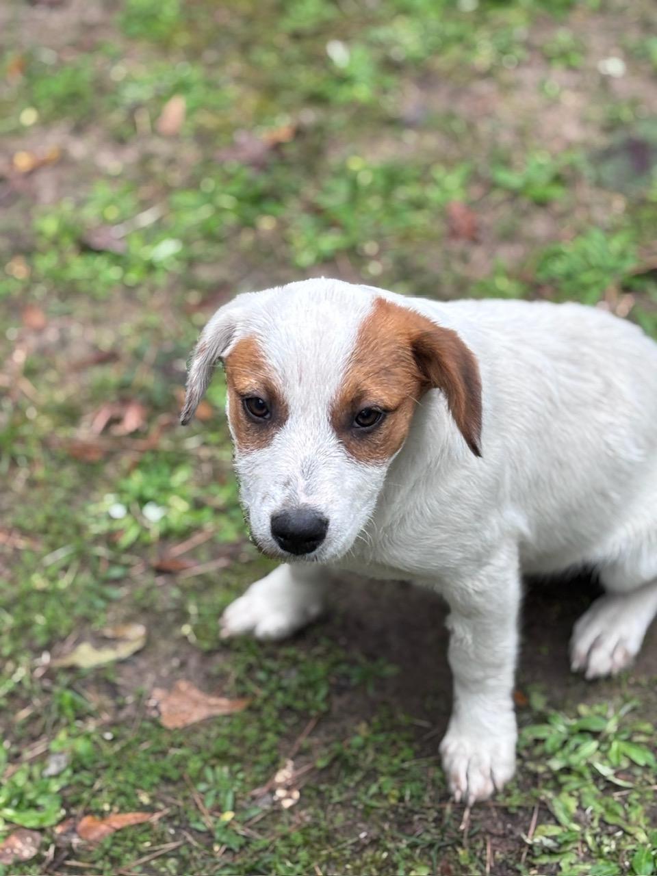 Enlarge Lovey, a Adopted mixed breed in Lufkin, TX image 2/5