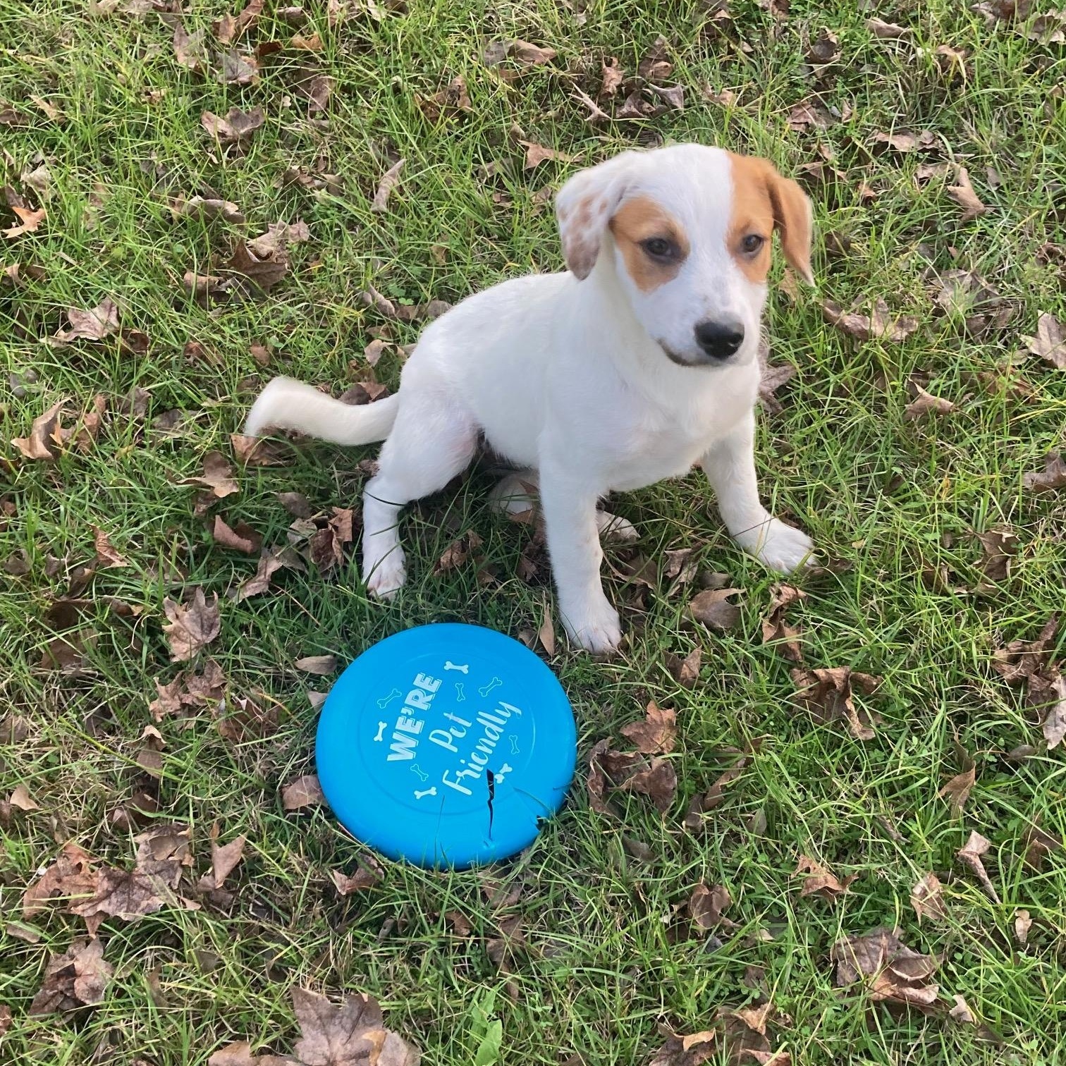 Enlarge Lovey, a Adopted mixed breed in Lufkin, TX image 3/5