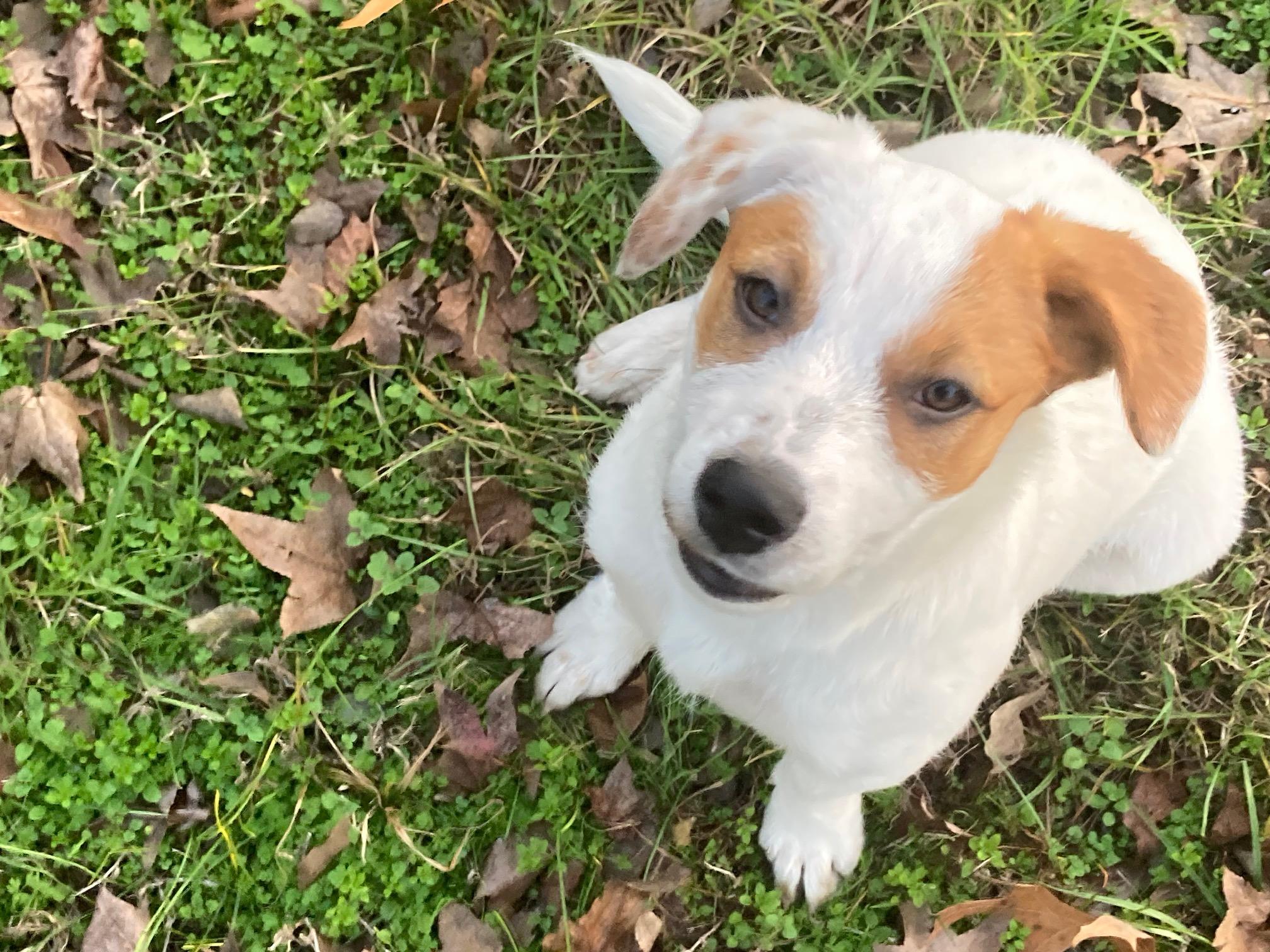 Enlarge Lovey, a Adopted mixed breed in Lufkin, TX image 4/5