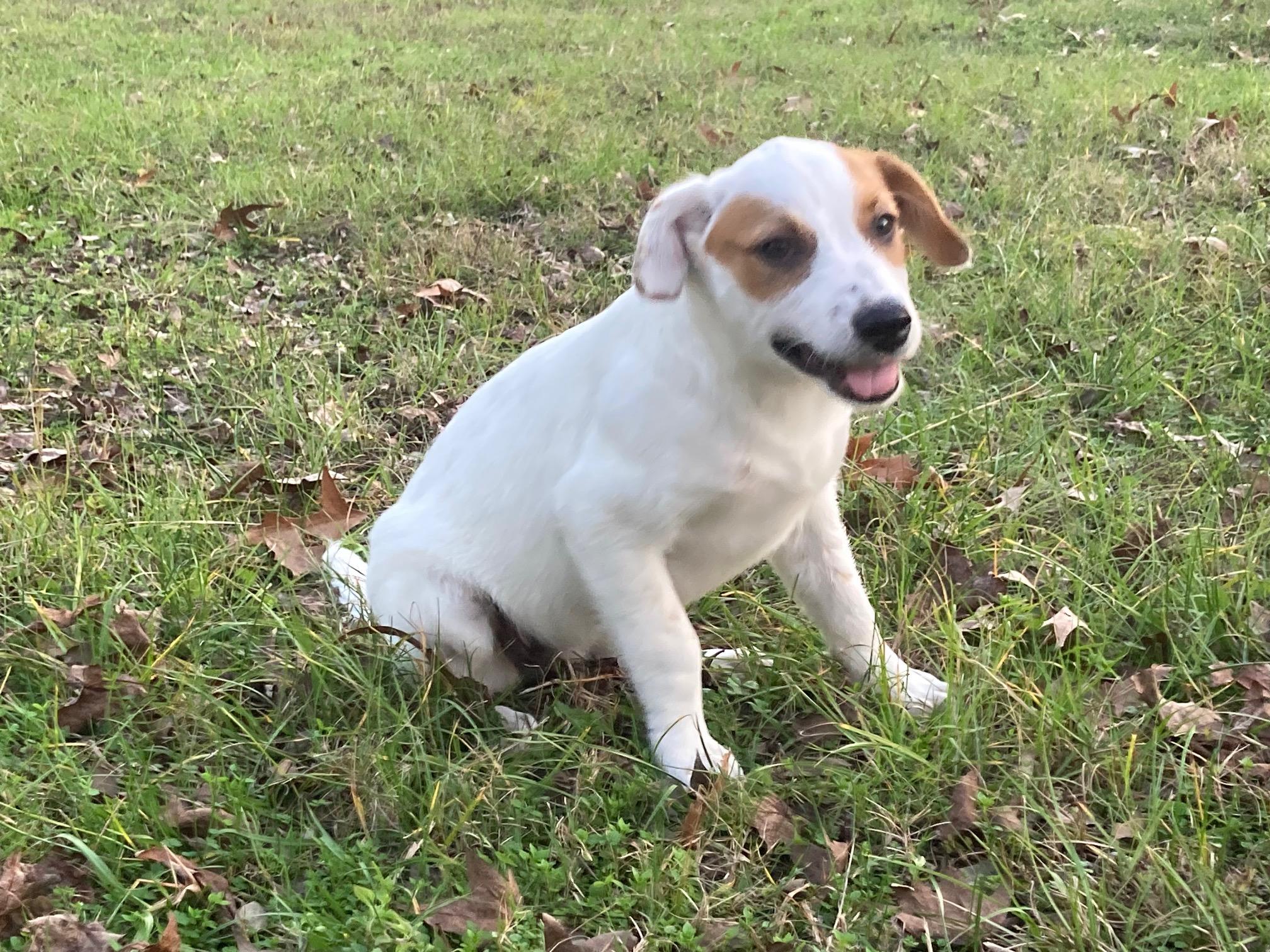 Enlarge Lovey, a Adopted mixed breed in Lufkin, TX image 5/5