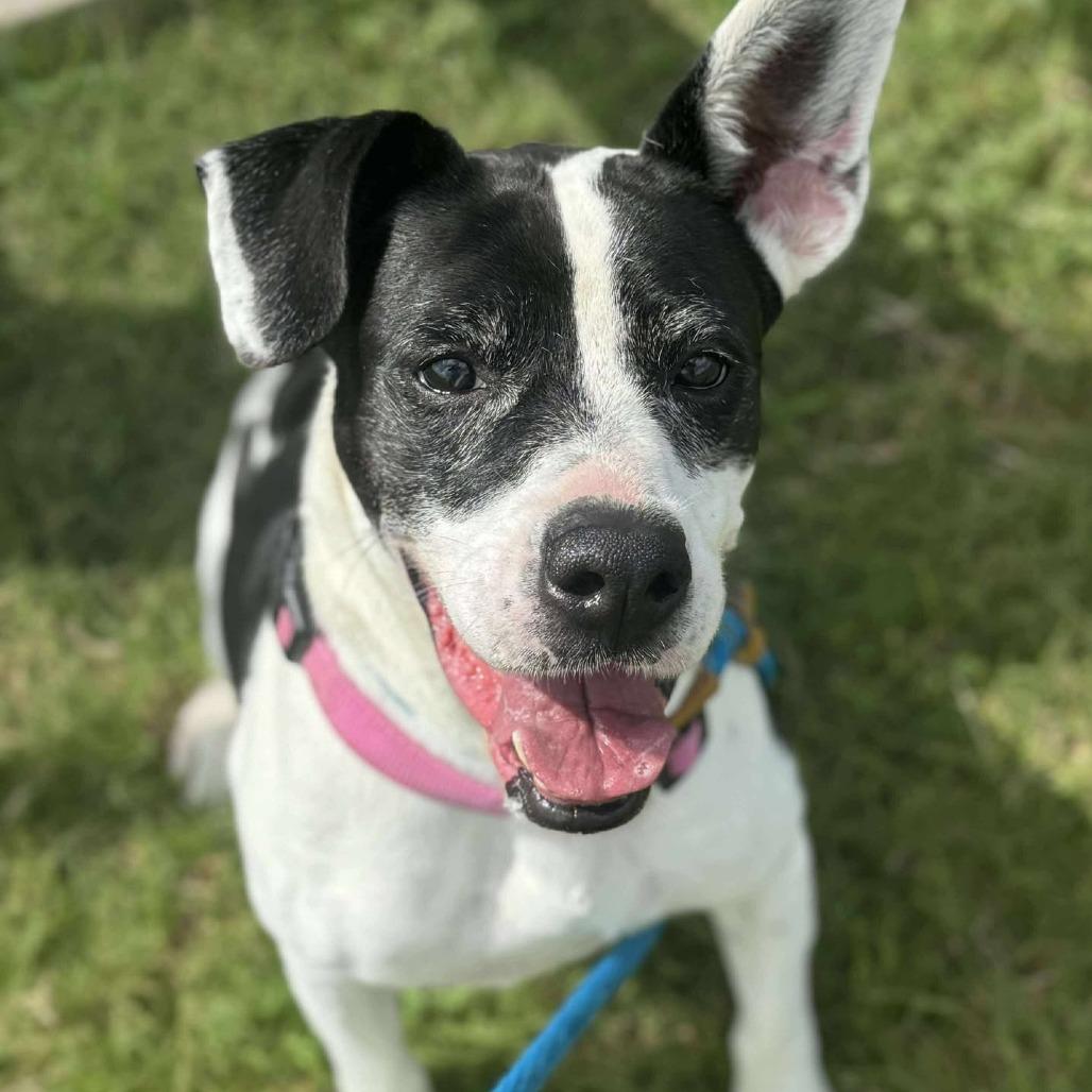 Layla, Adoptable, Adult Female Mixed Breed.