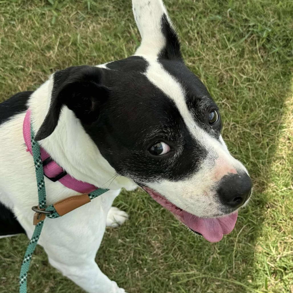 Enlarge Layla, a Adoptable Mixed Breed in Dickinson, TX image 2/6