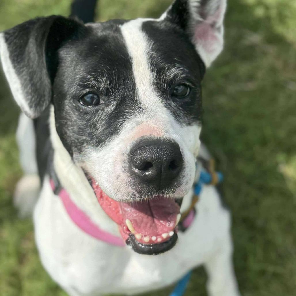 Enlarge Layla, a Adoptable Mixed Breed in Dickinson, TX image 4/6