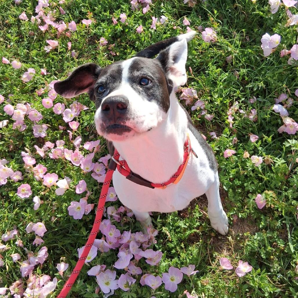 Enlarge Layla, a Adoptable Mixed Breed in Dickinson, TX image 5/6