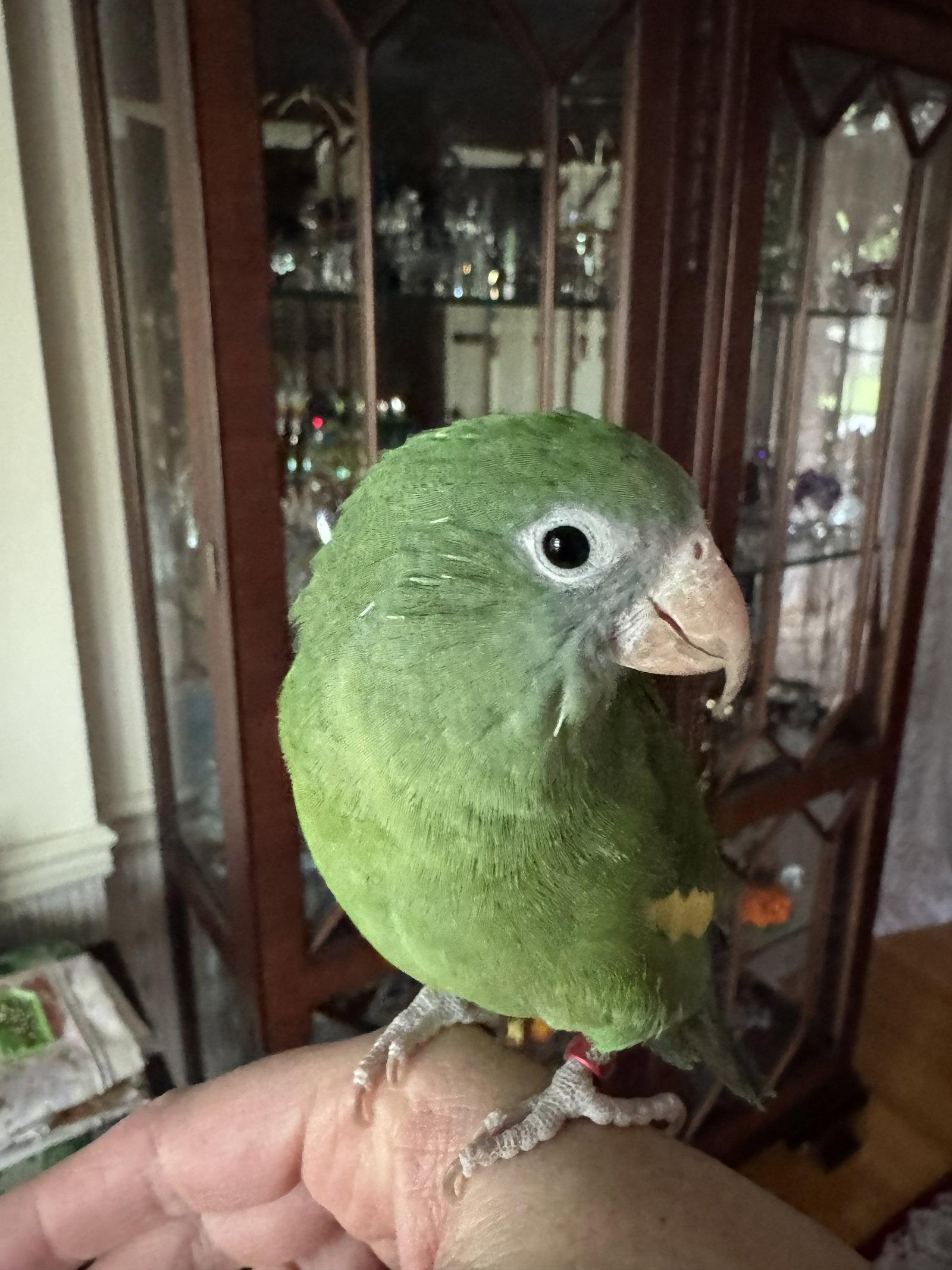 Enlarge Pockets, a Adoptable Brotogeris in Belford, NJ image 2/3
