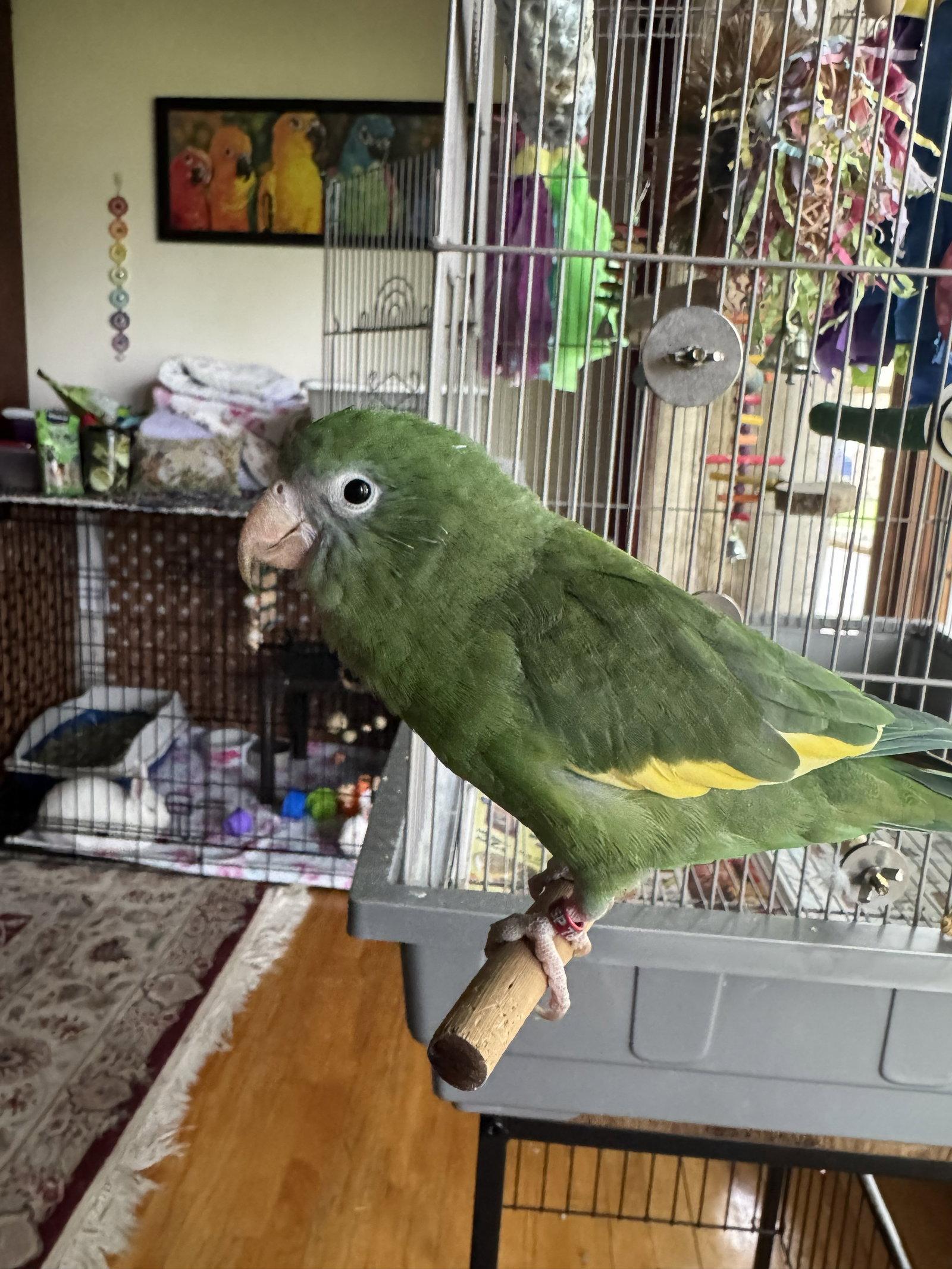 Enlarge Pockets, a Adoptable Brotogeris in Belford, NJ image 3/3