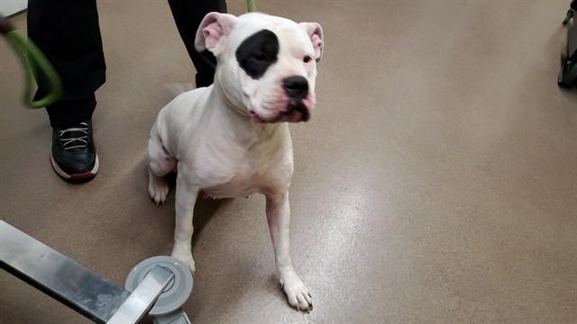 MUNECA, Adoptable, Adult Female Pit Bull Terrier.