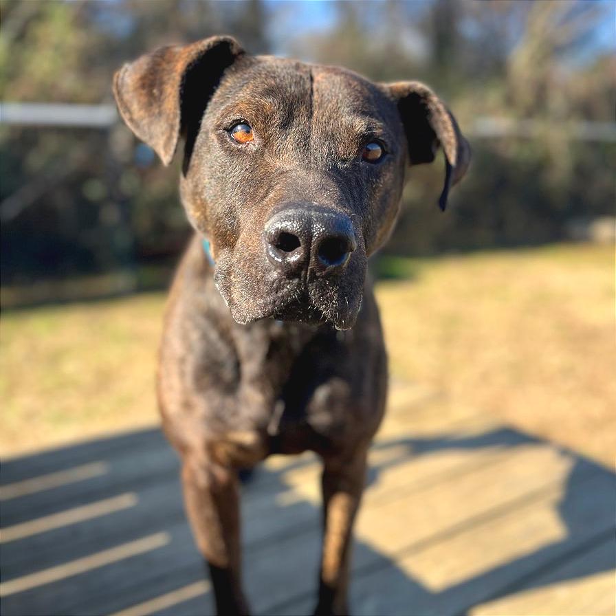 Enlarge Gravy, a Adoptable Mixed Breed in Chattanooga, TN image 1/5